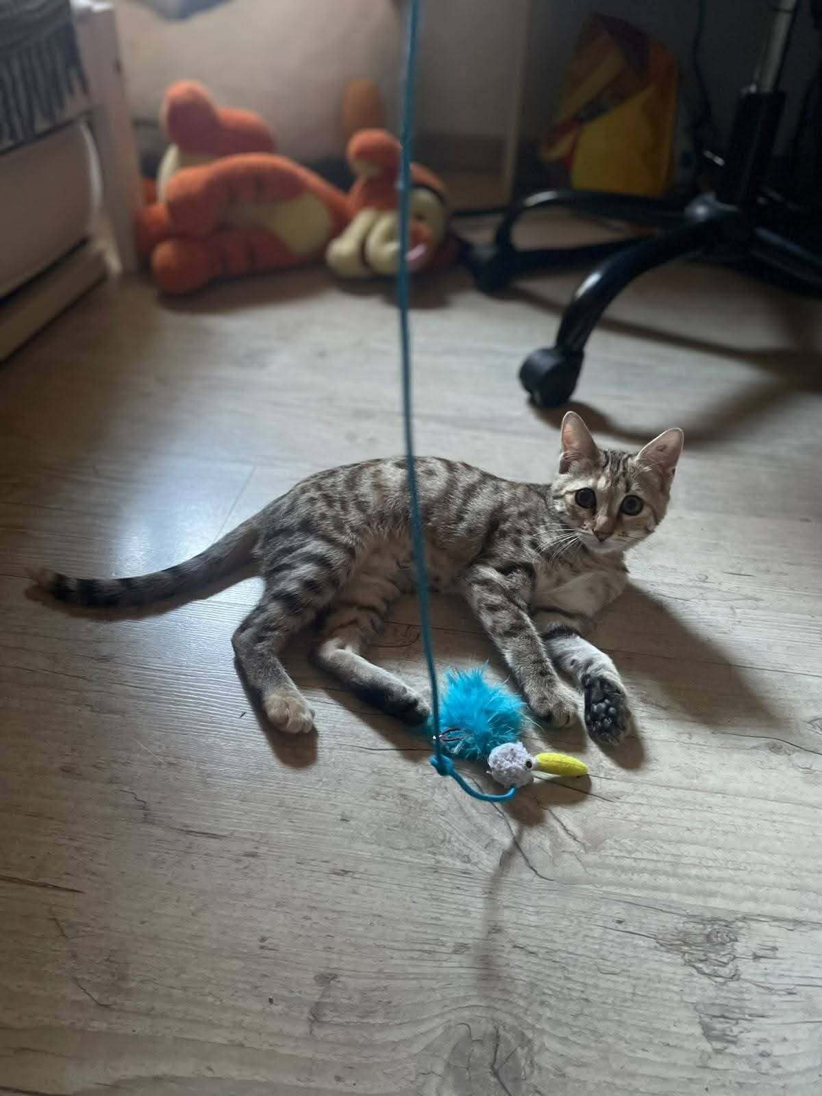 Adoption Blini et Bond