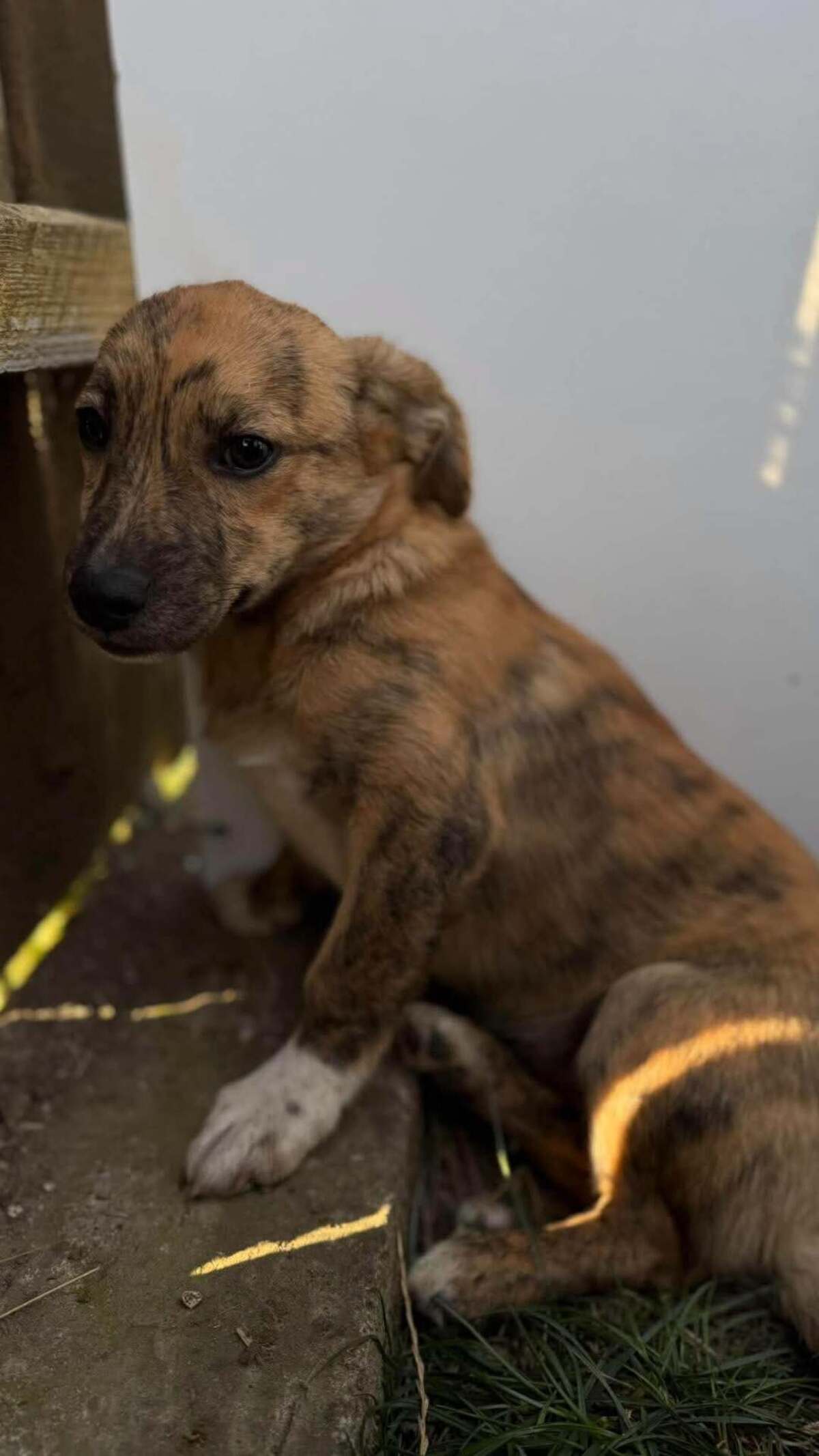 Adoption Rise
