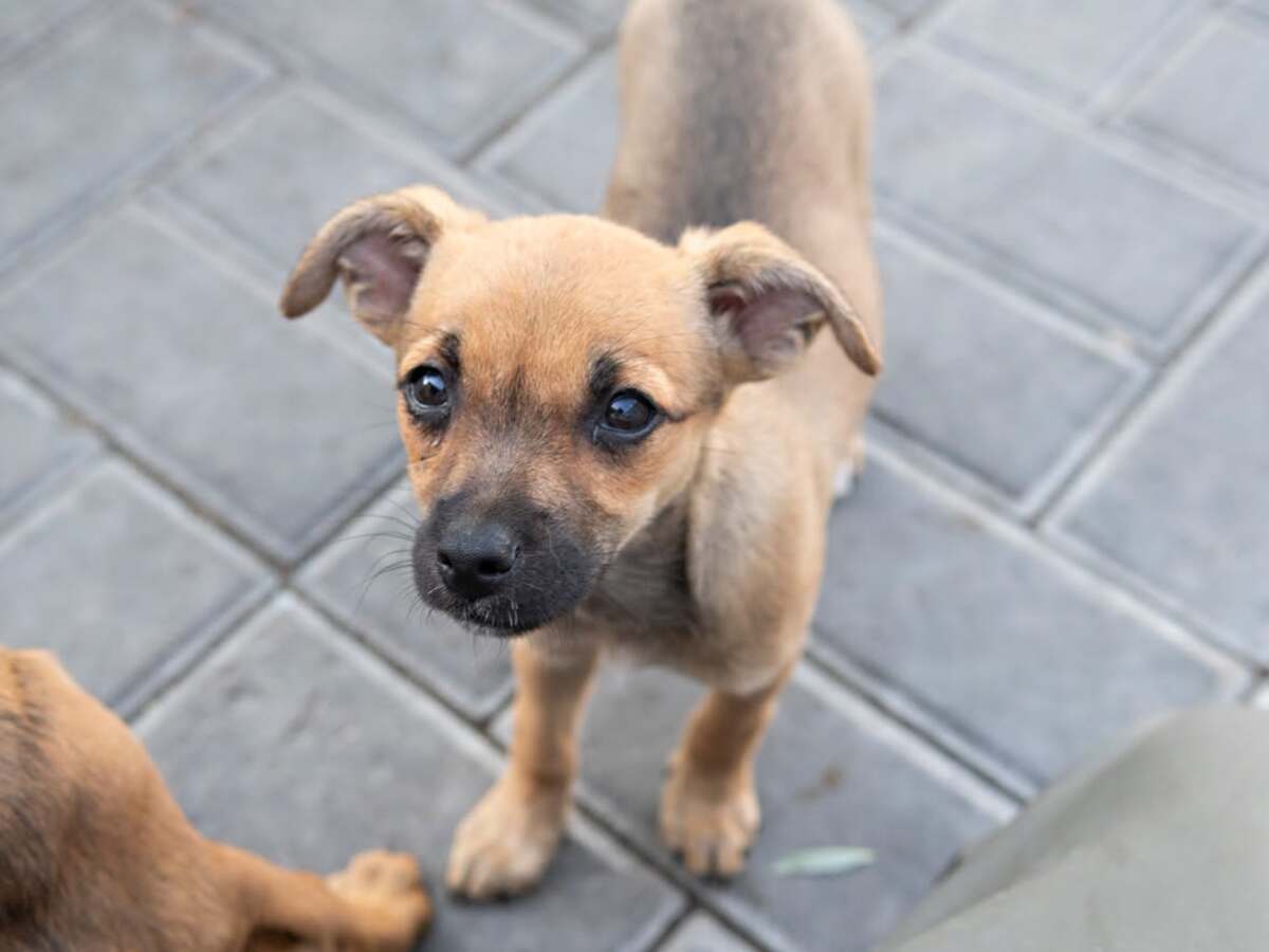 Adoption Shanka