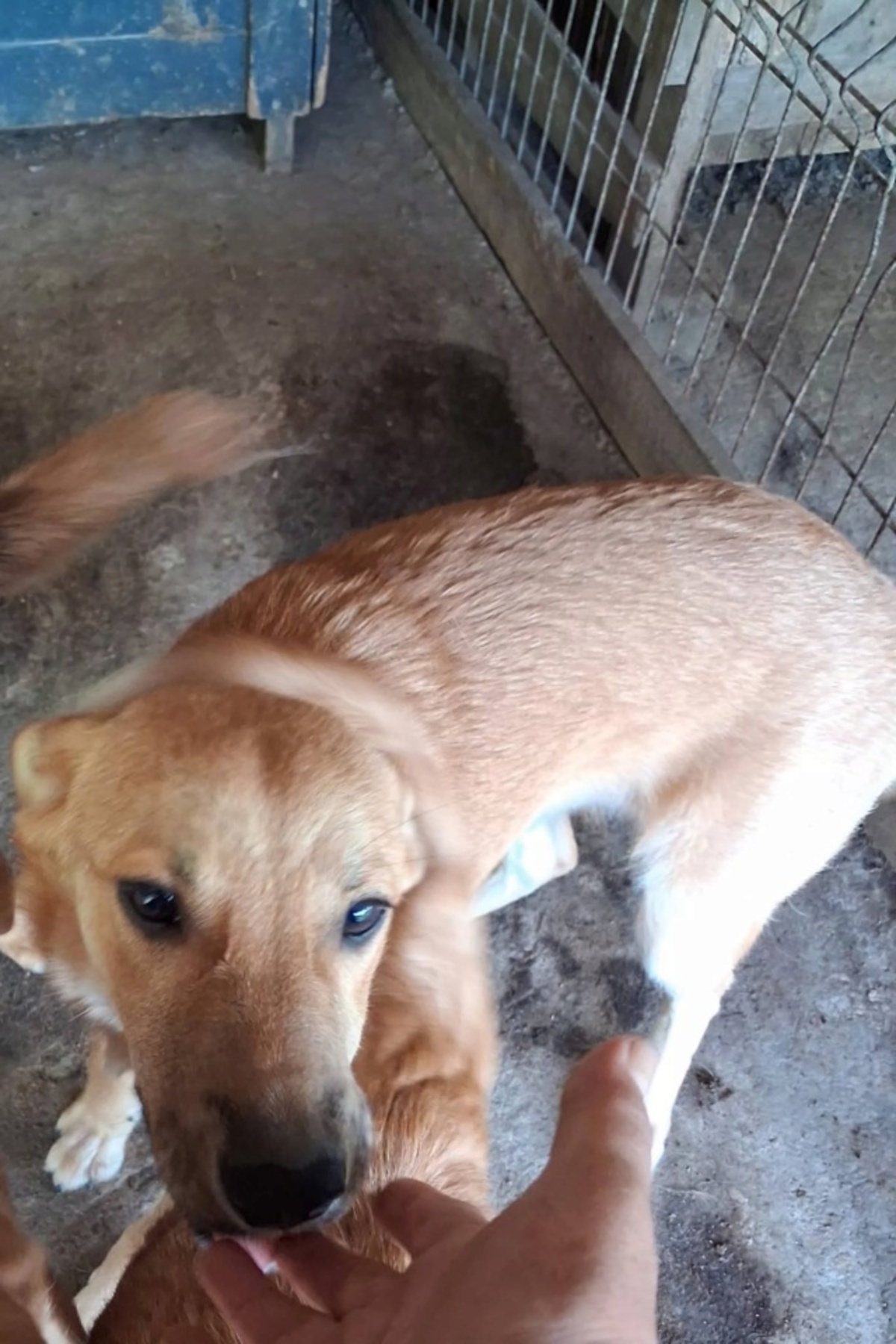 Adoption Taria