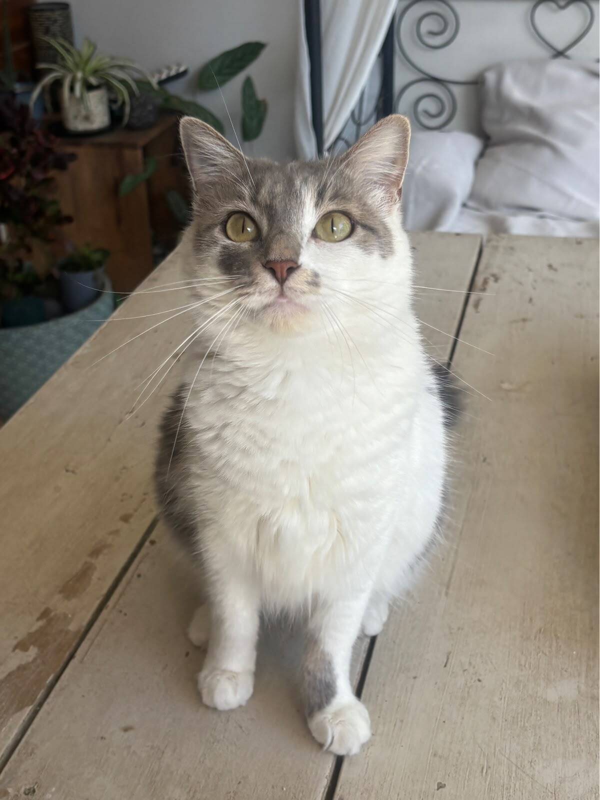 Adoption Duchesse 