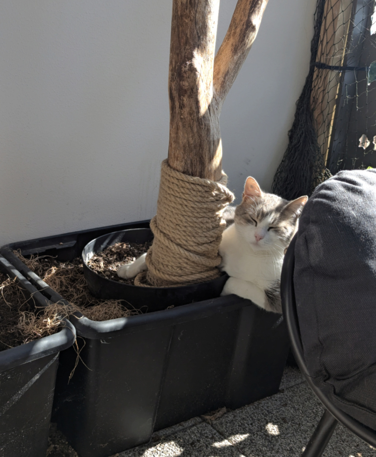 Adoption Velour