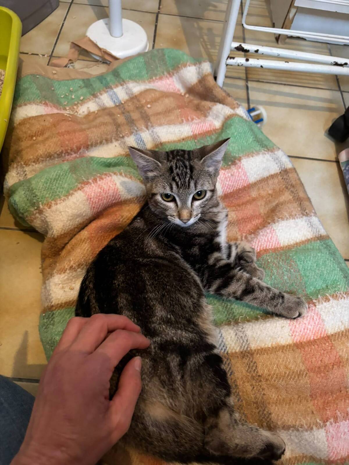 Adoption Starlette