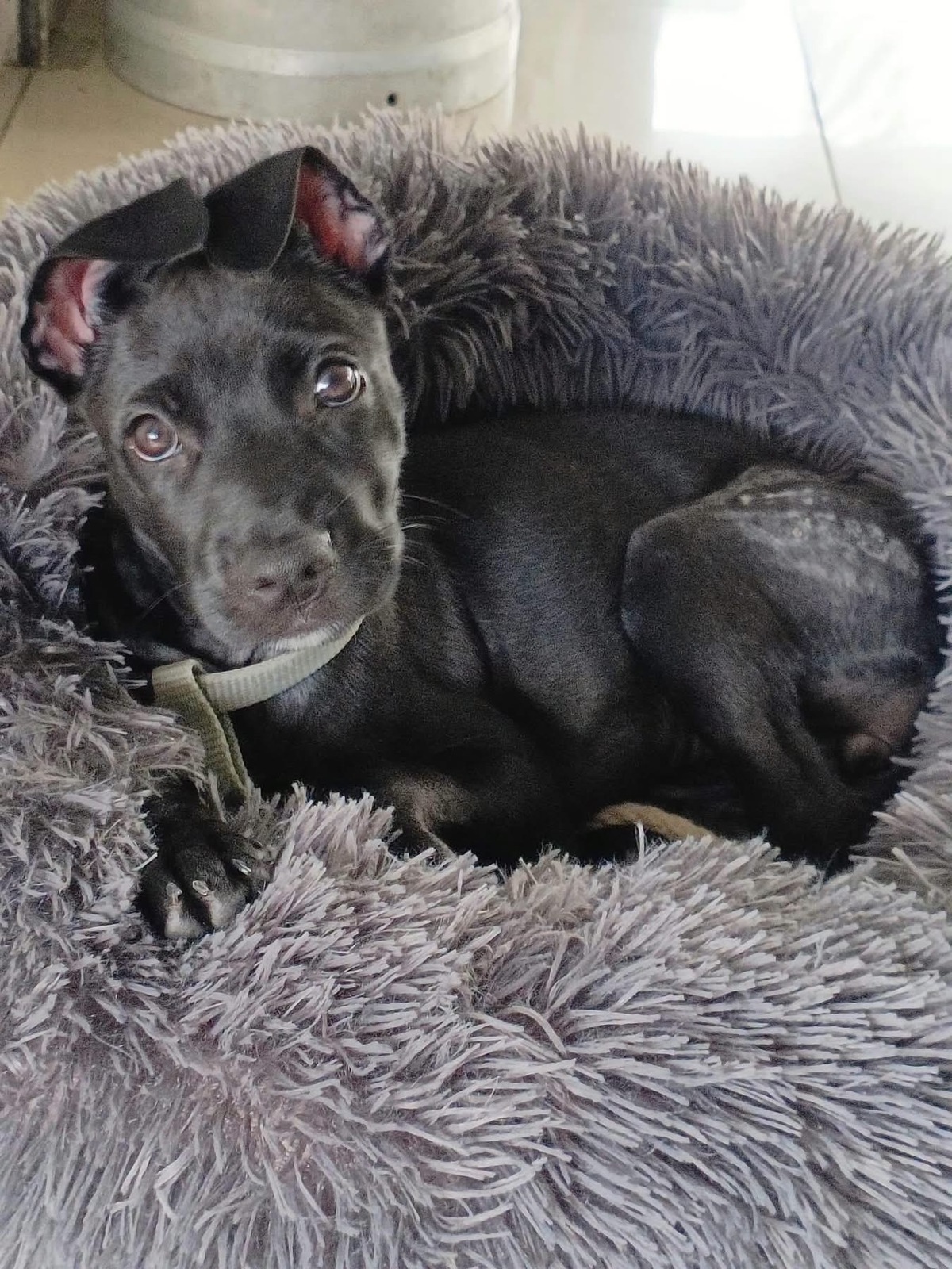 Adoption Lilou Pop