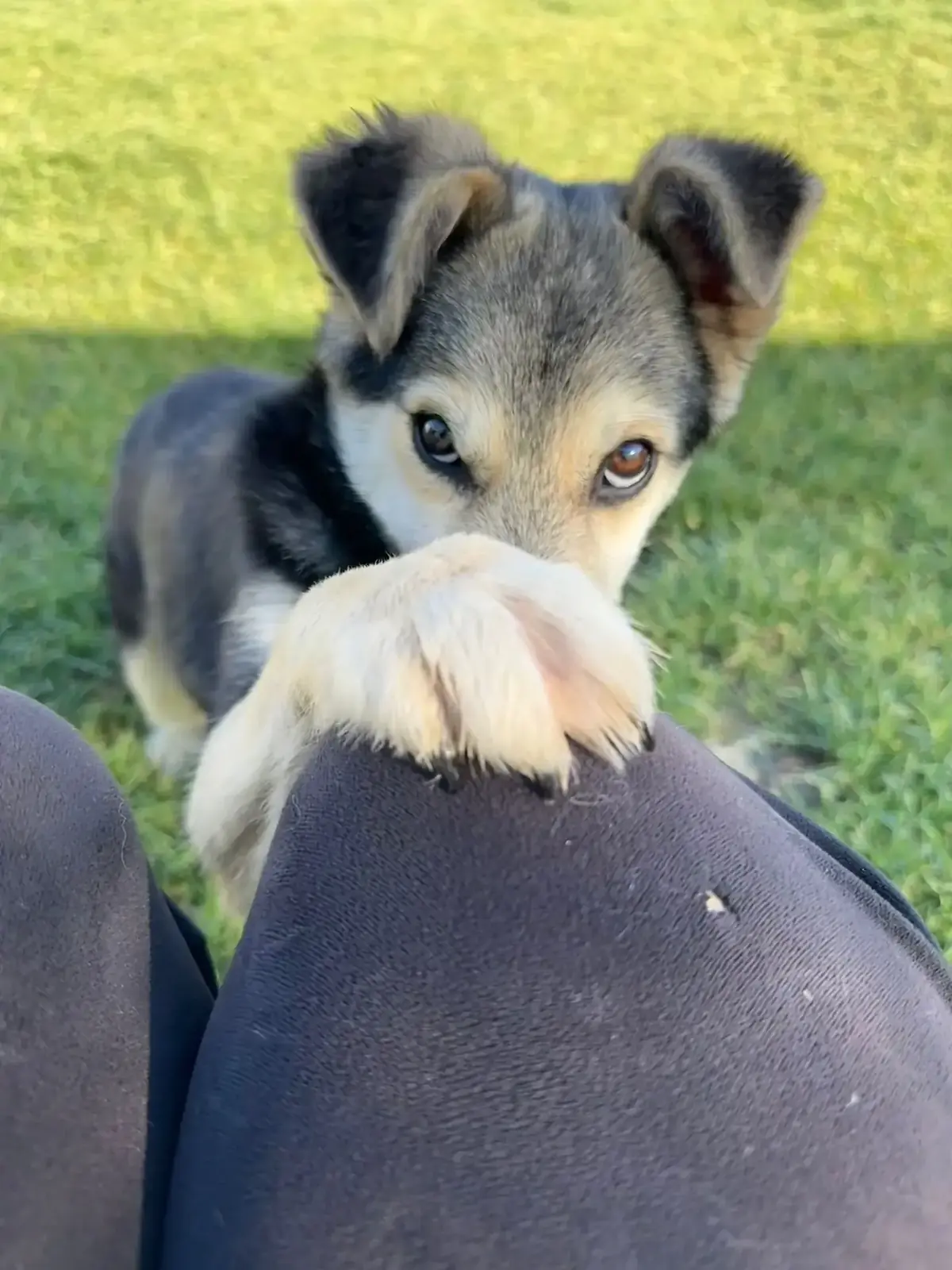 Adoption Arthur
