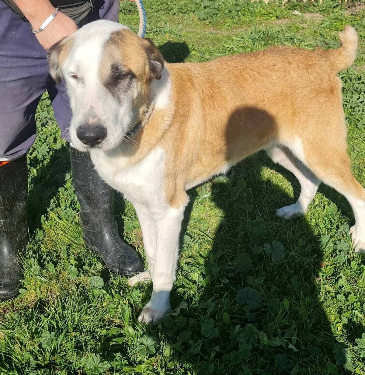 Adoption Samson urgence