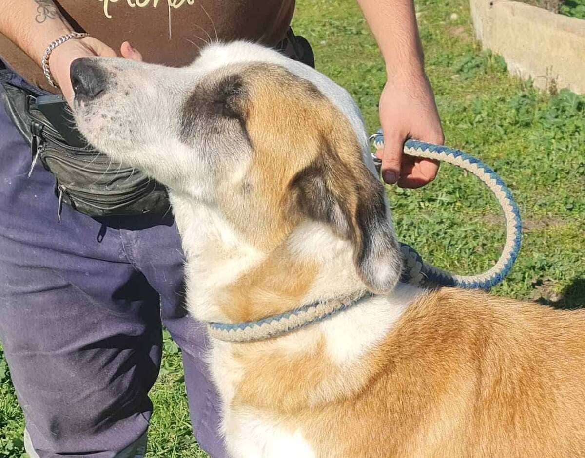 Adoption Samson urgence