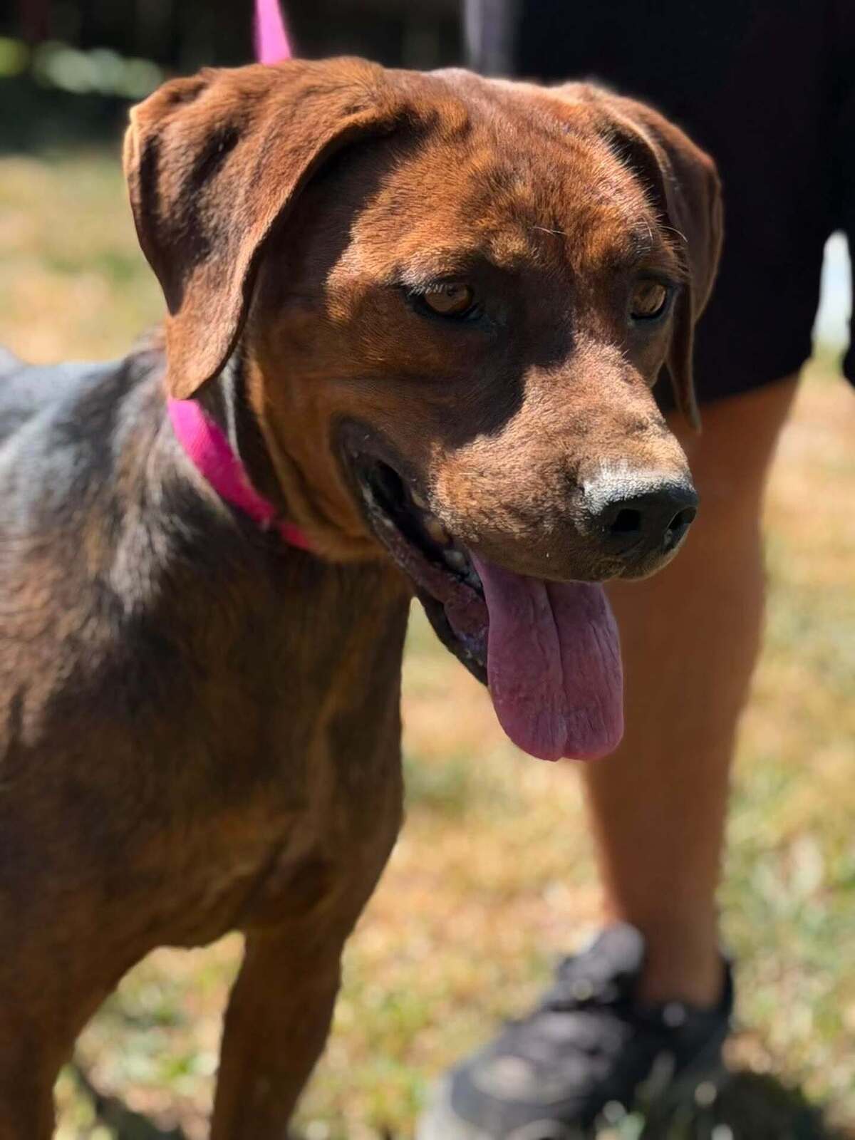 Adoption Mousse