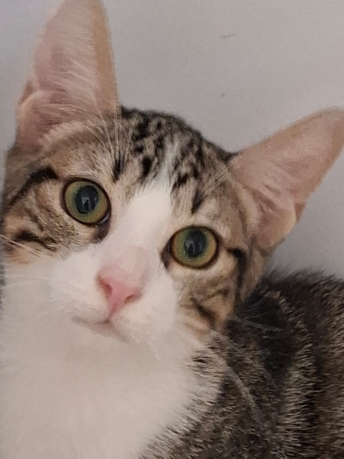 Adoption BOMBAY