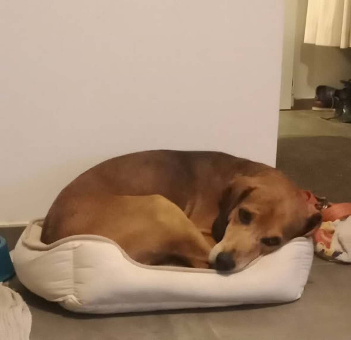 Adoption Bandi