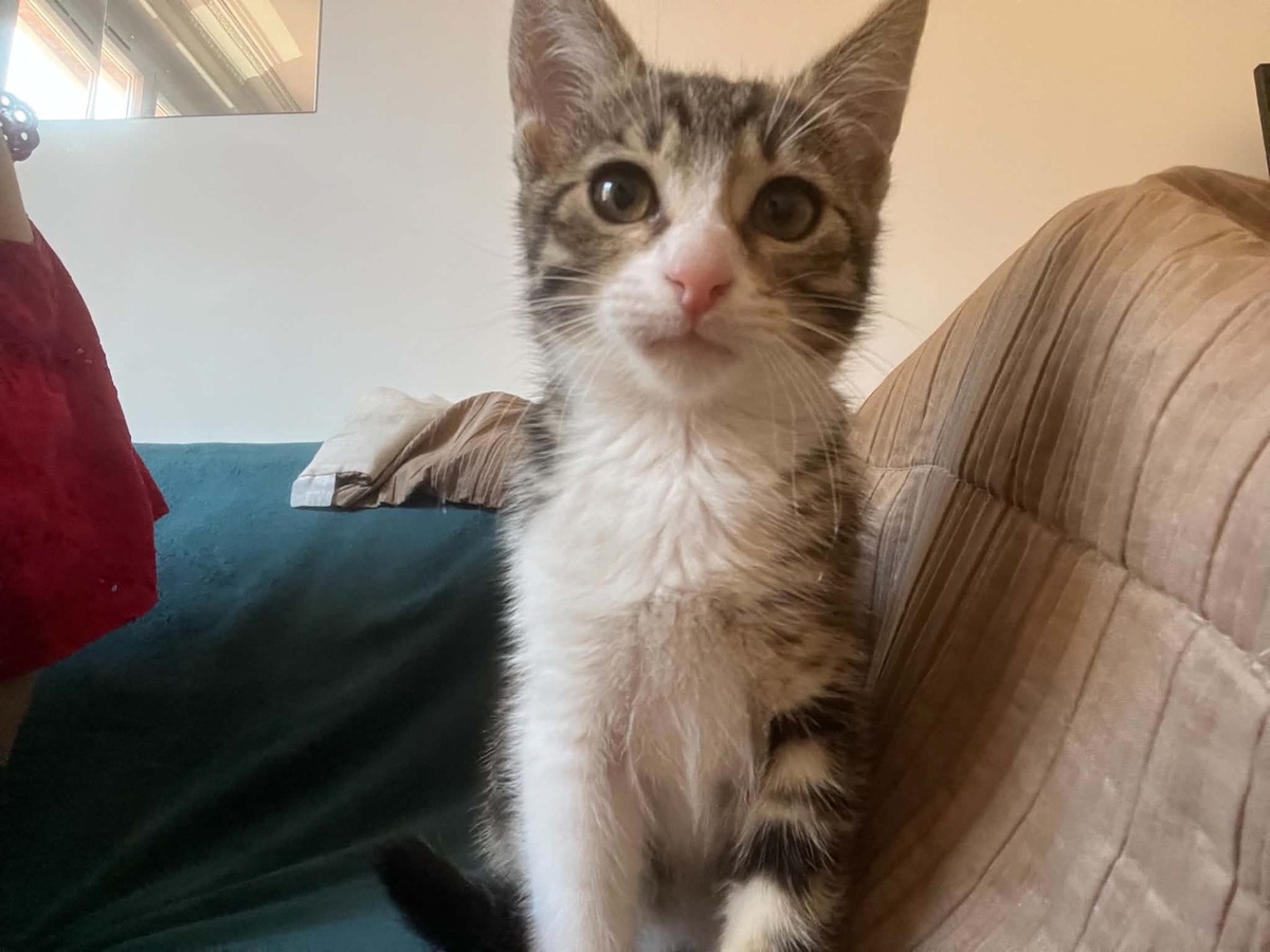 Adoption Mei
