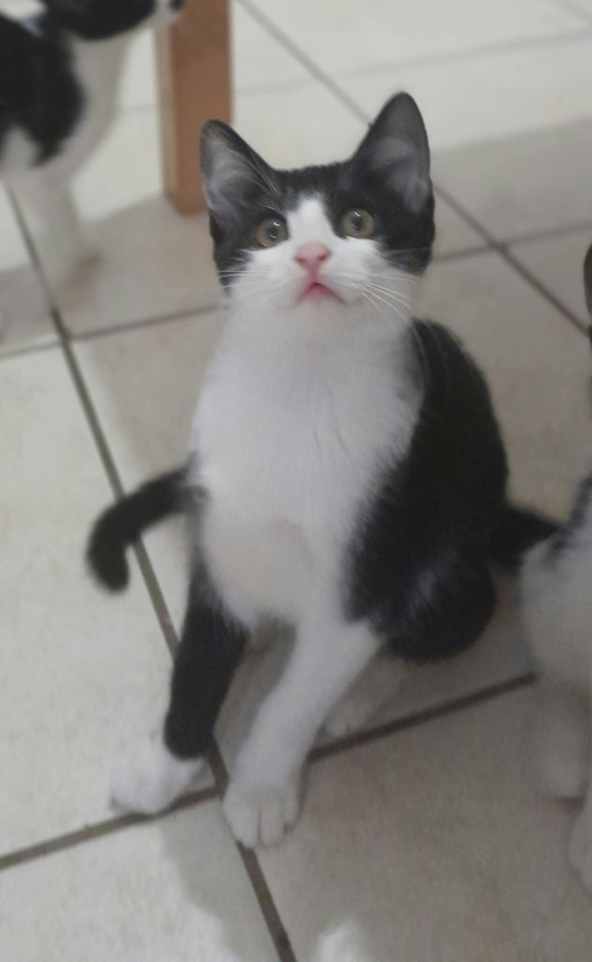 Adoption Bijou
