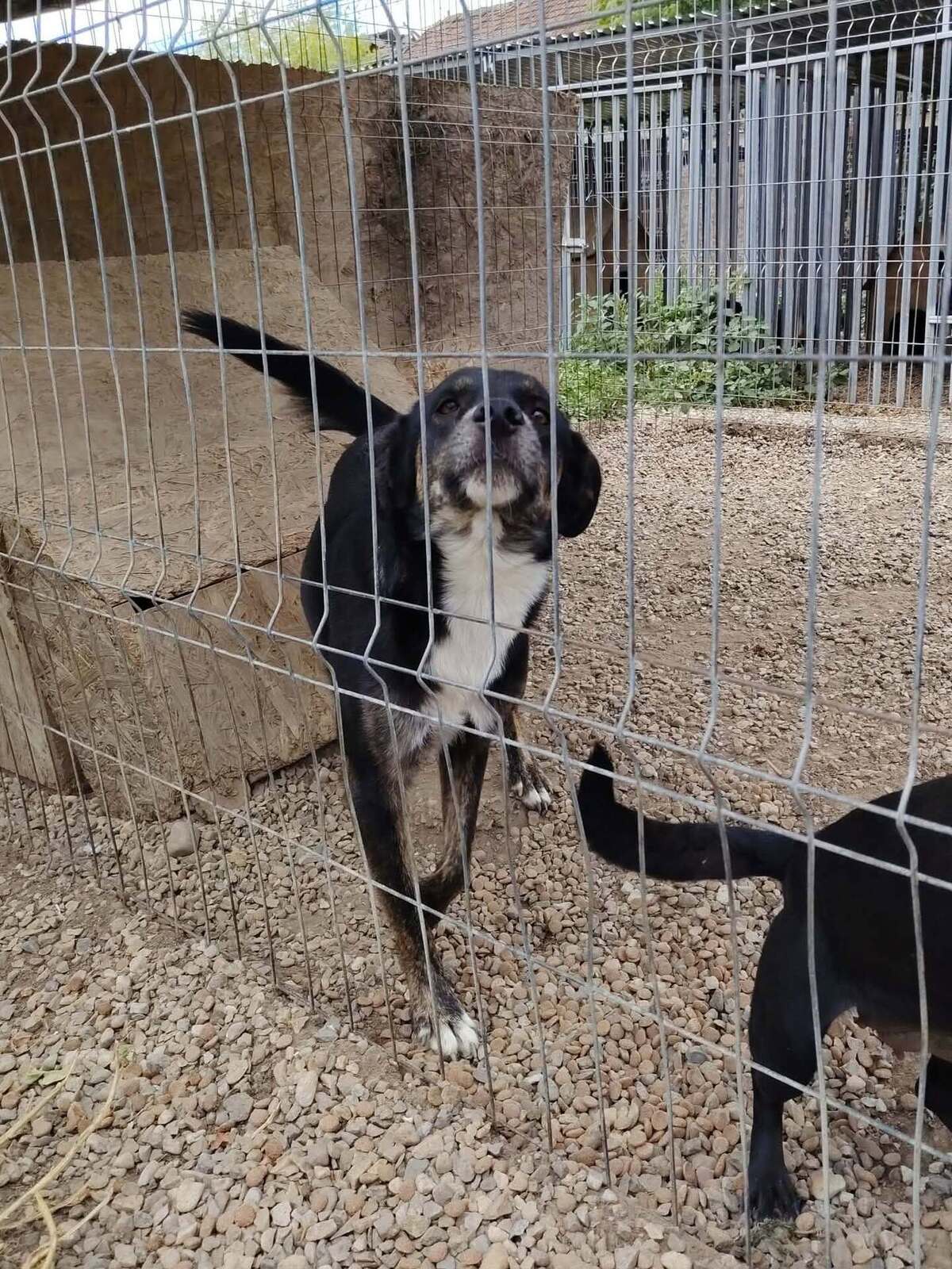 Adoption Eloan