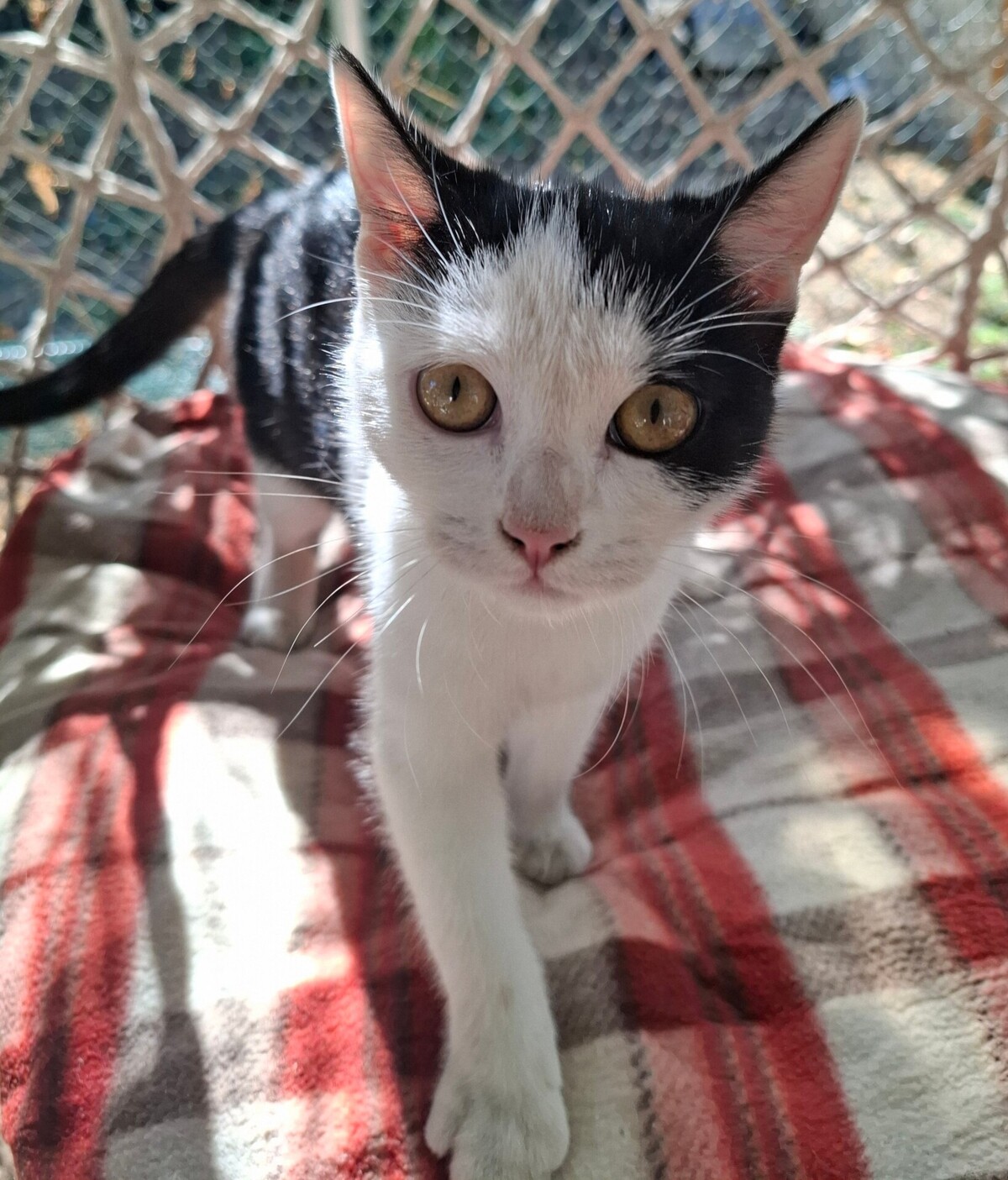 Adoption BYZANCE