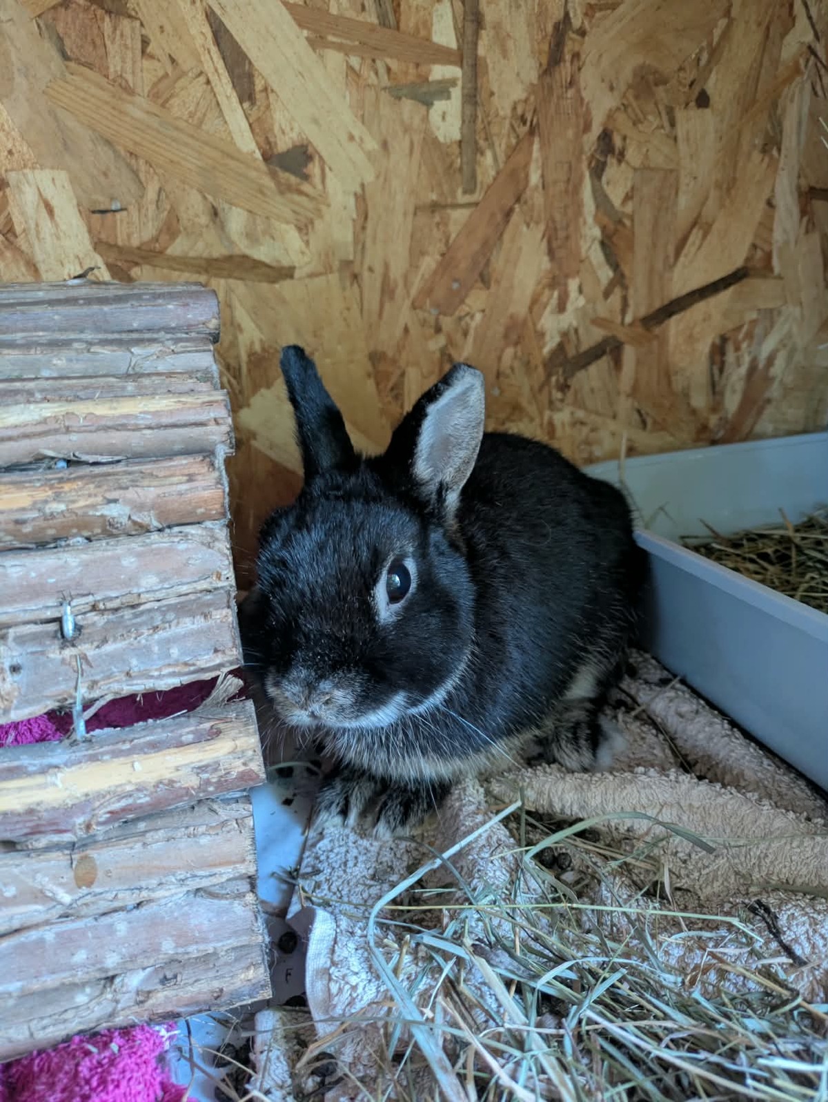 Adoption Nox