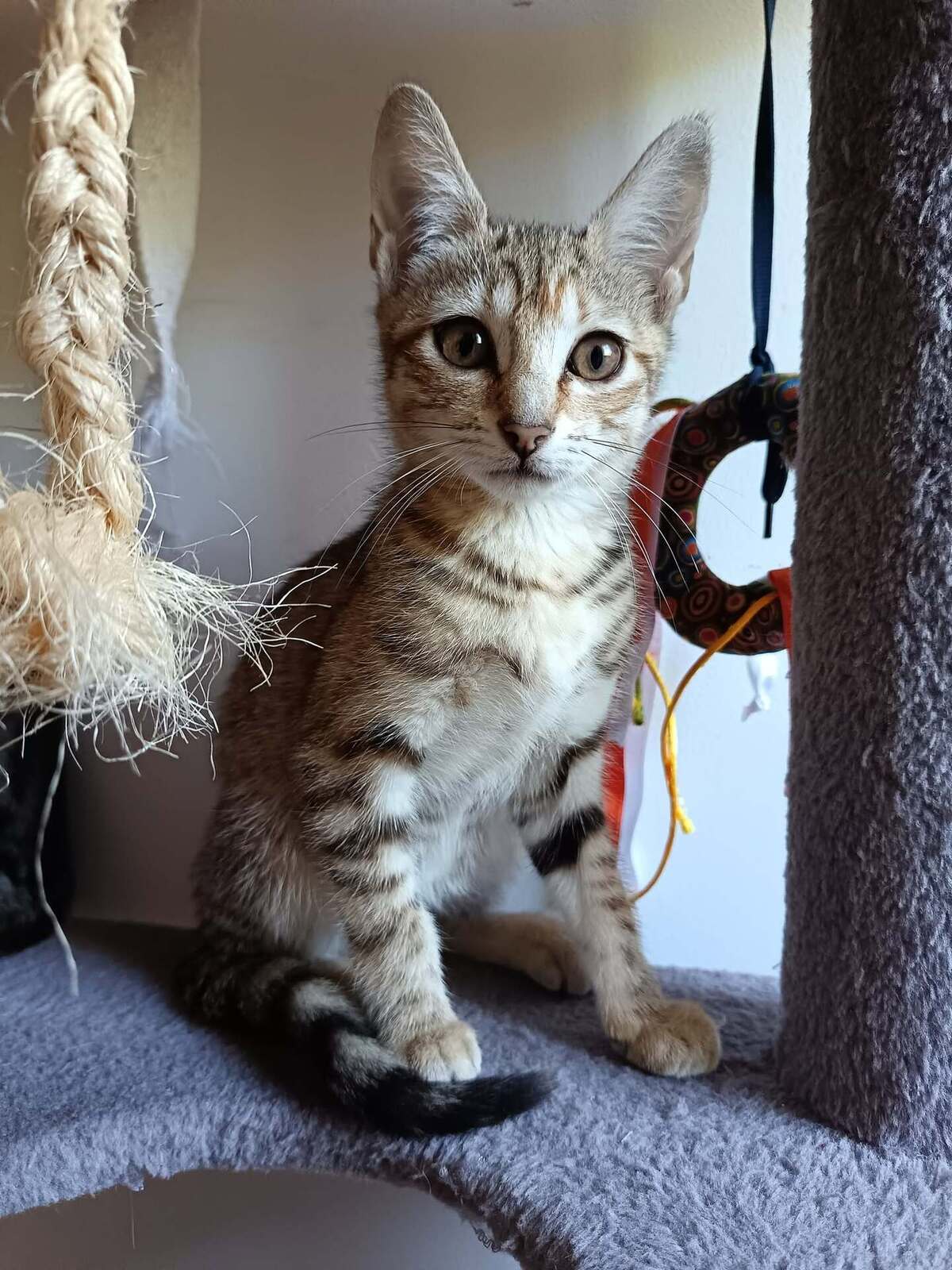 Adoption Savanna