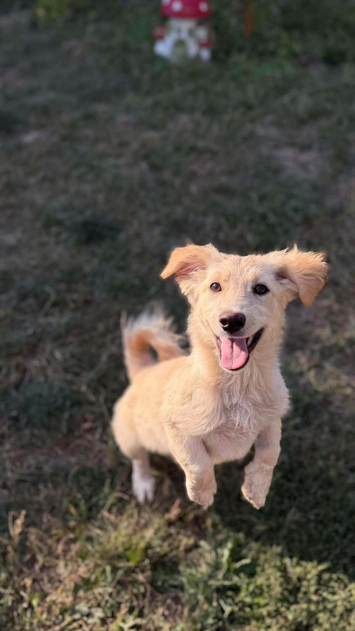 Adoption Rooney