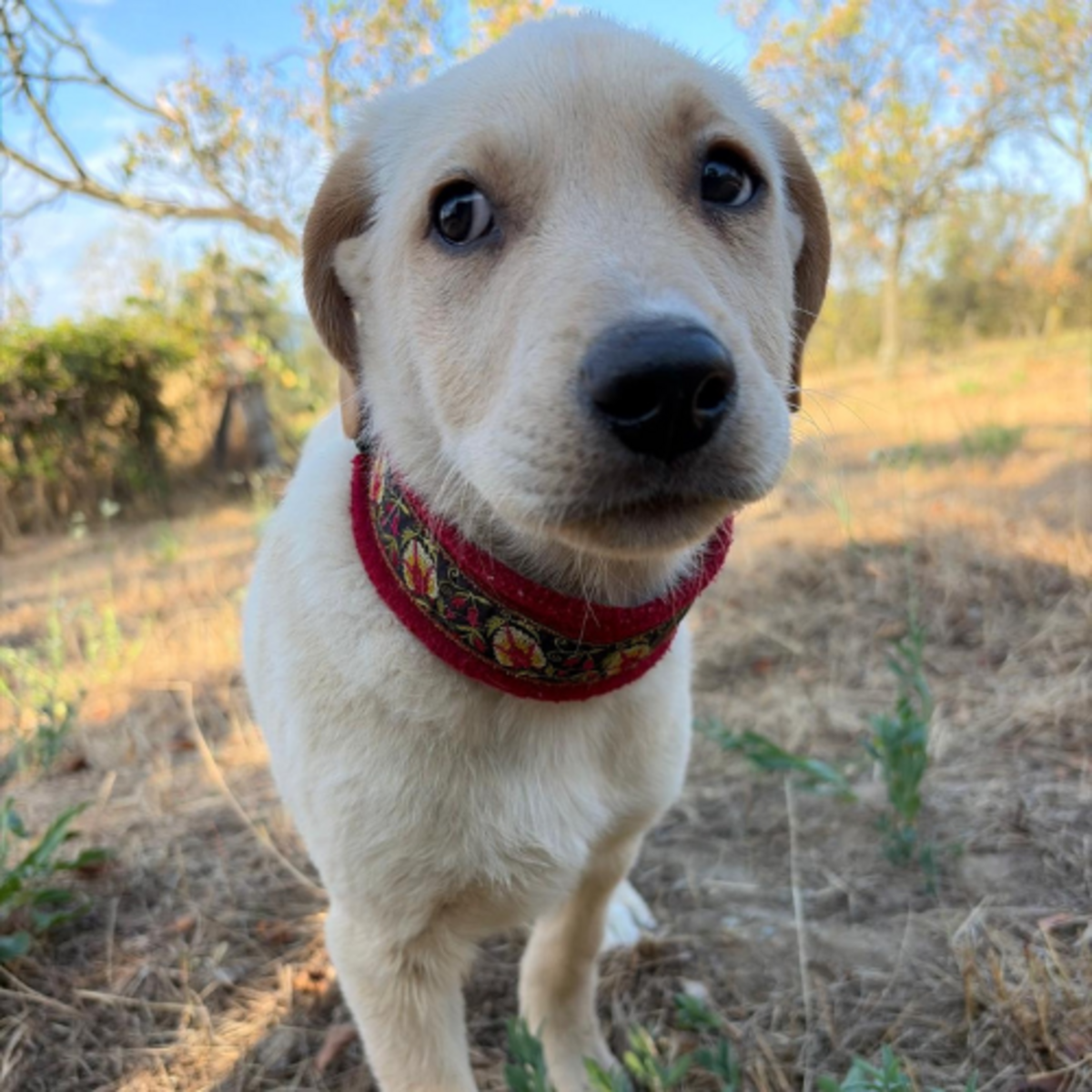 Adoption MACELA