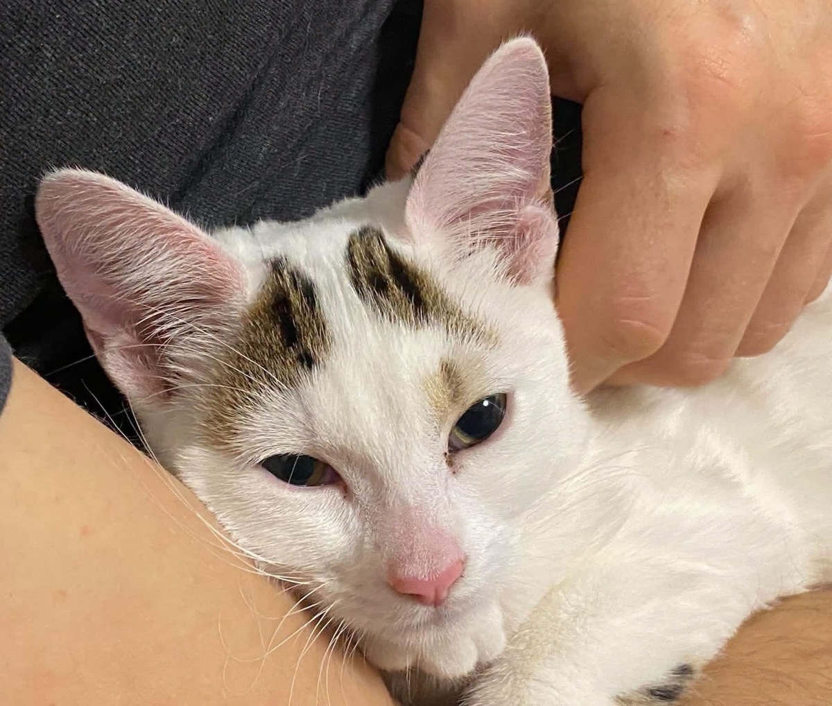 Adoption Kusmi 
