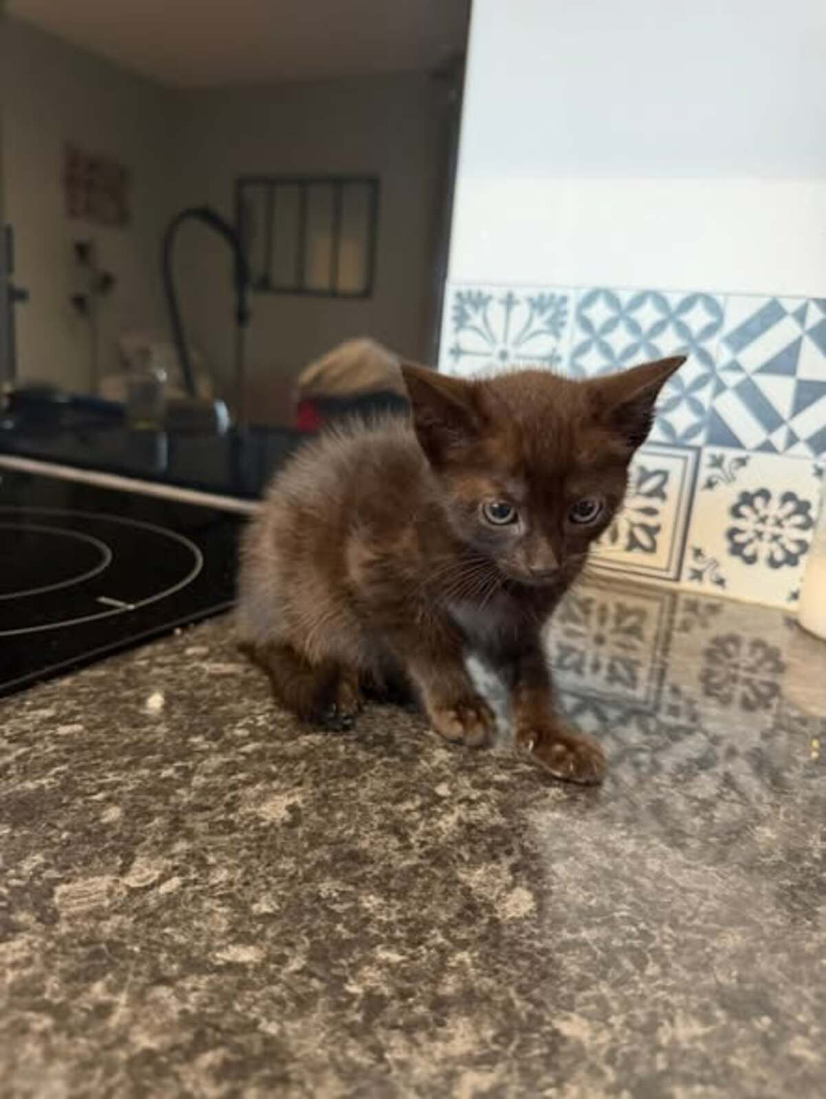 Adoption Bona