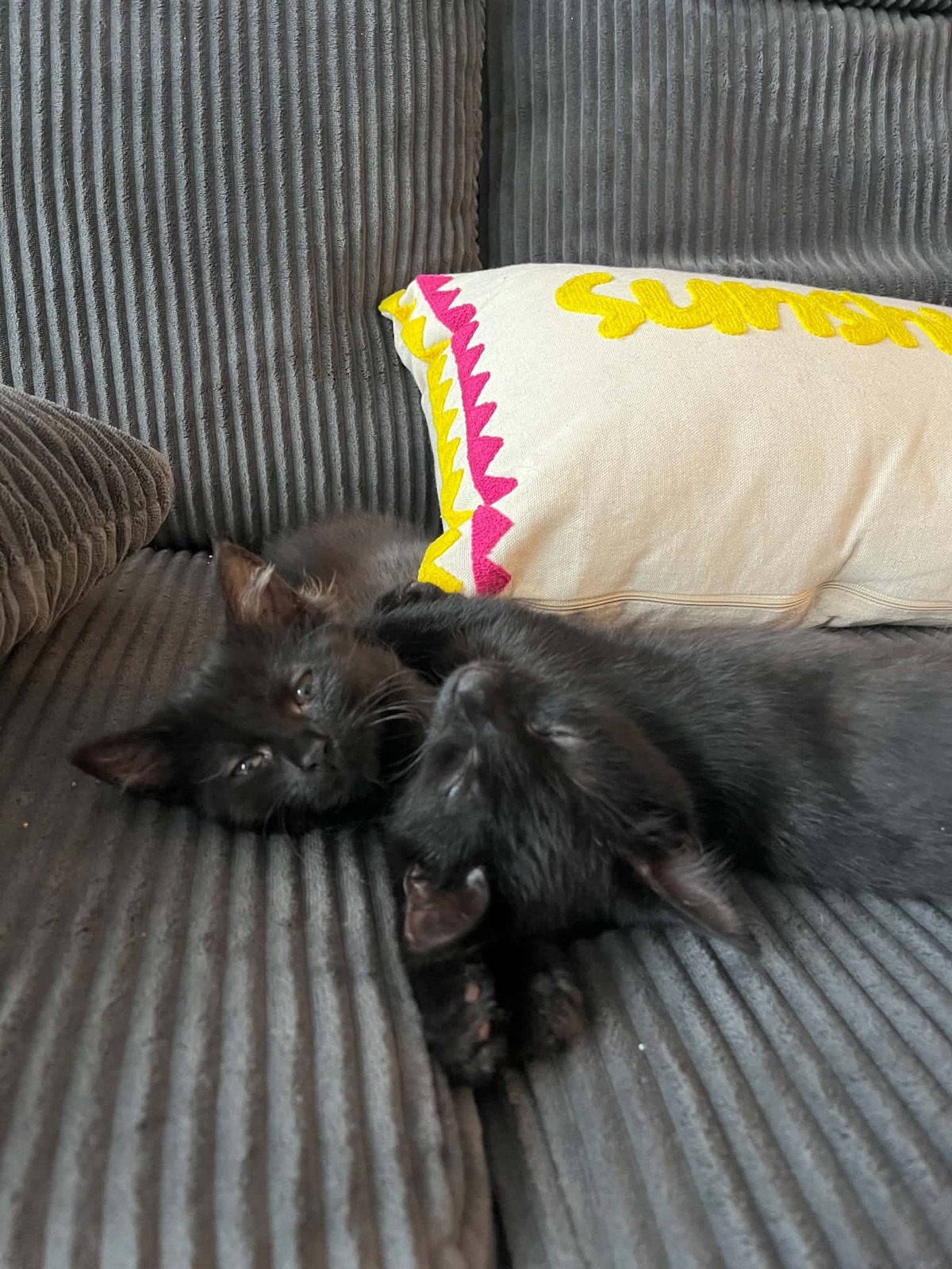 Adoption Pirouette & Tempête