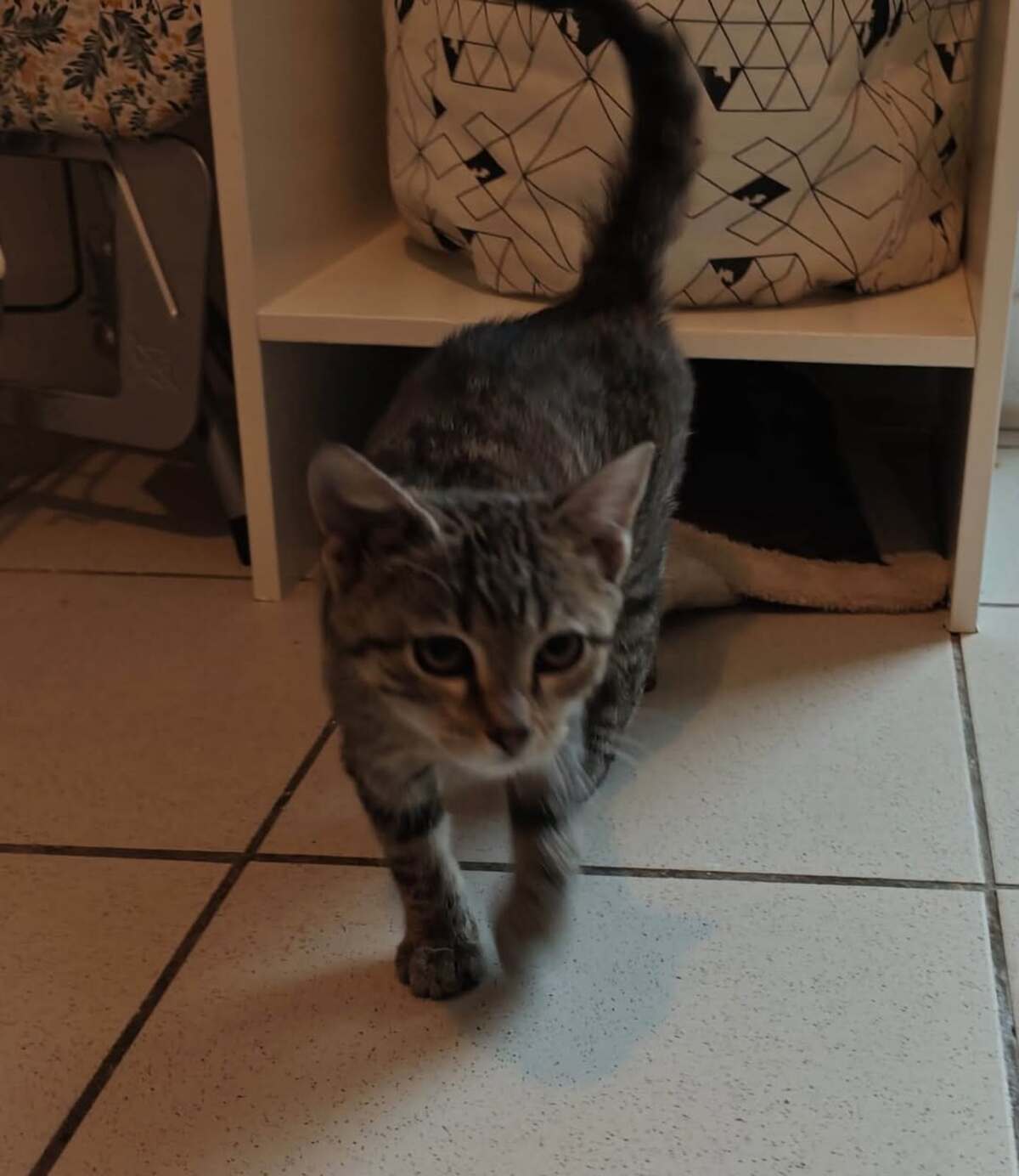 Adoption Framboise