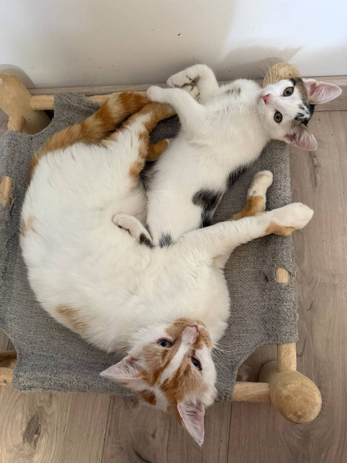 Adoption Loki