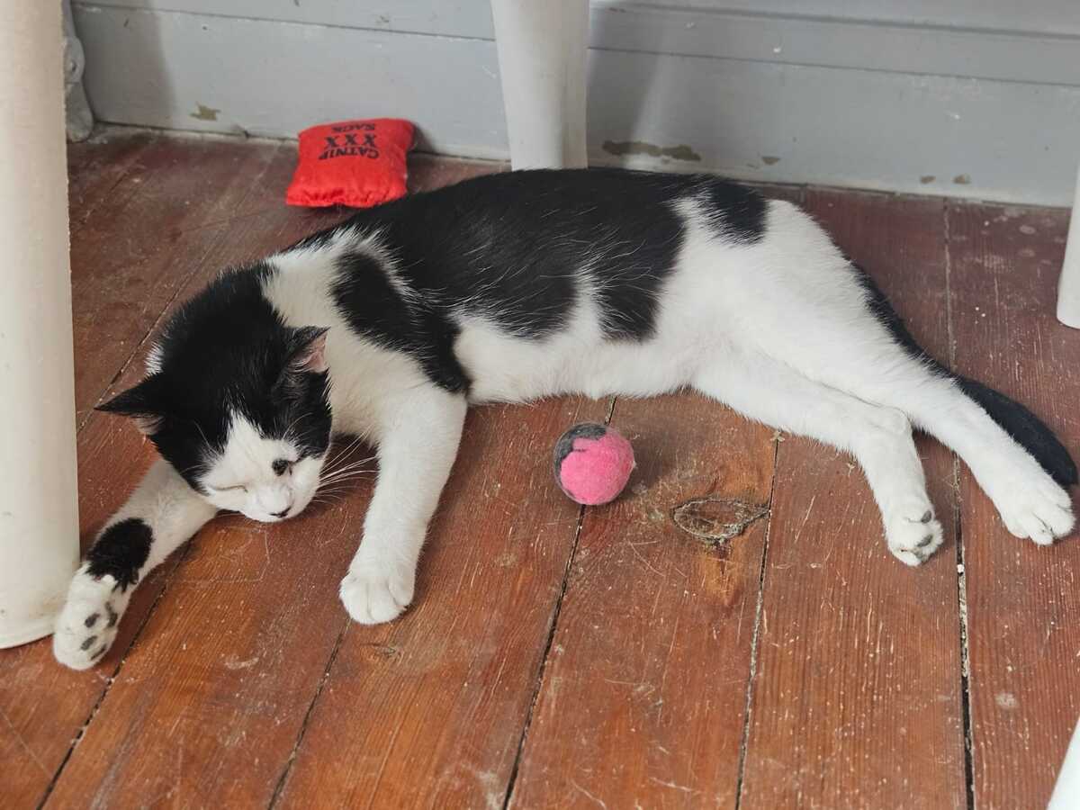 Adoption Aryna