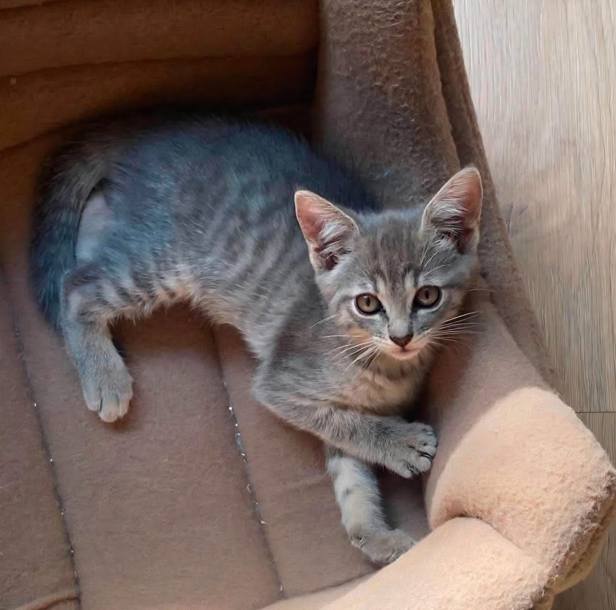 Adoption GALANGA