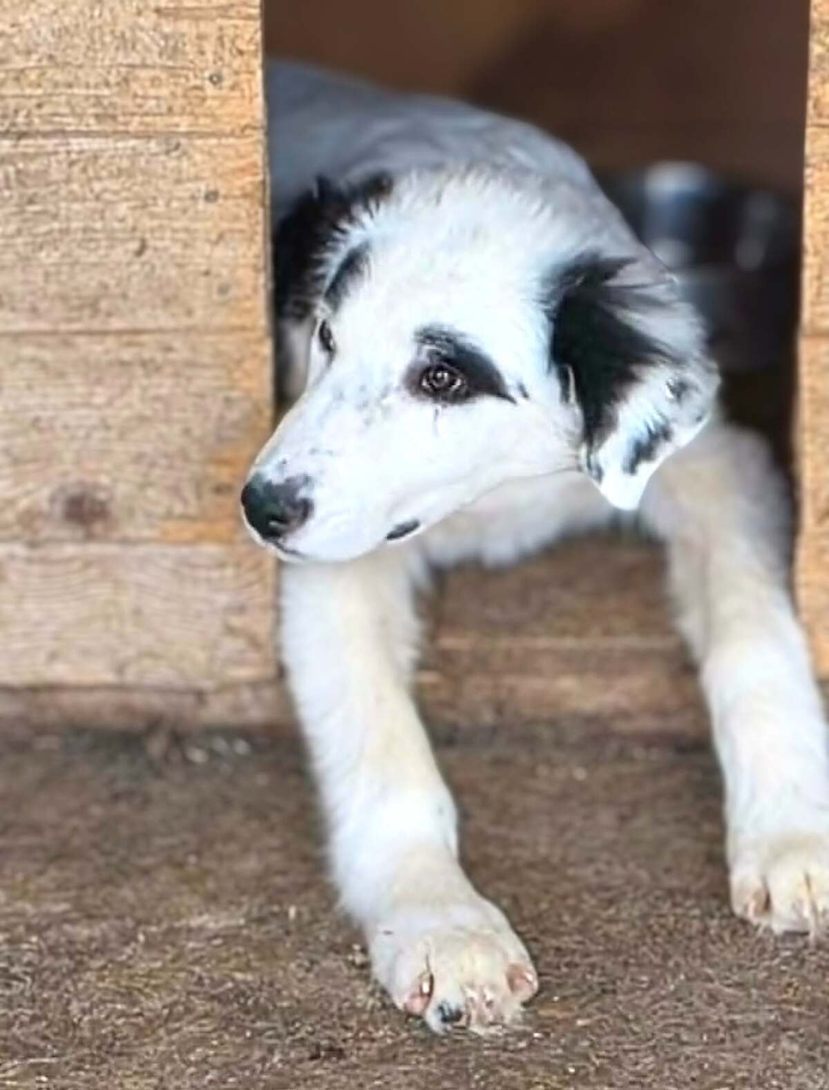 Adoption Orion