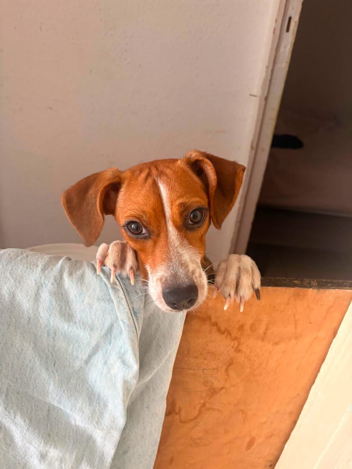 Adoption Changai