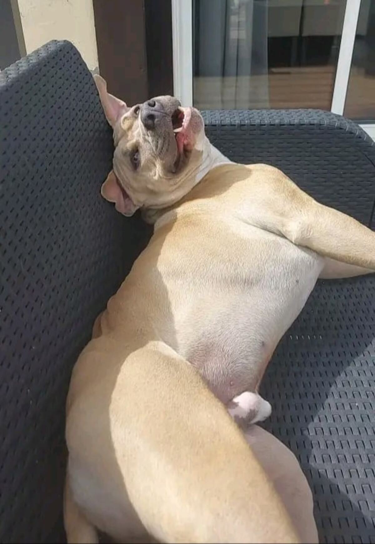 Adoption Paco