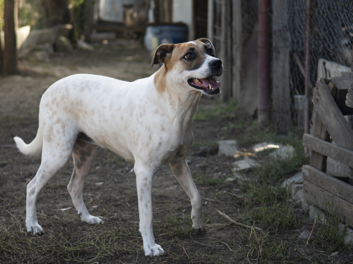 Adoption Bambie
