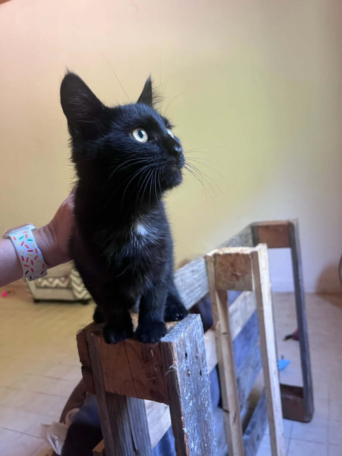 Adoption ONYX