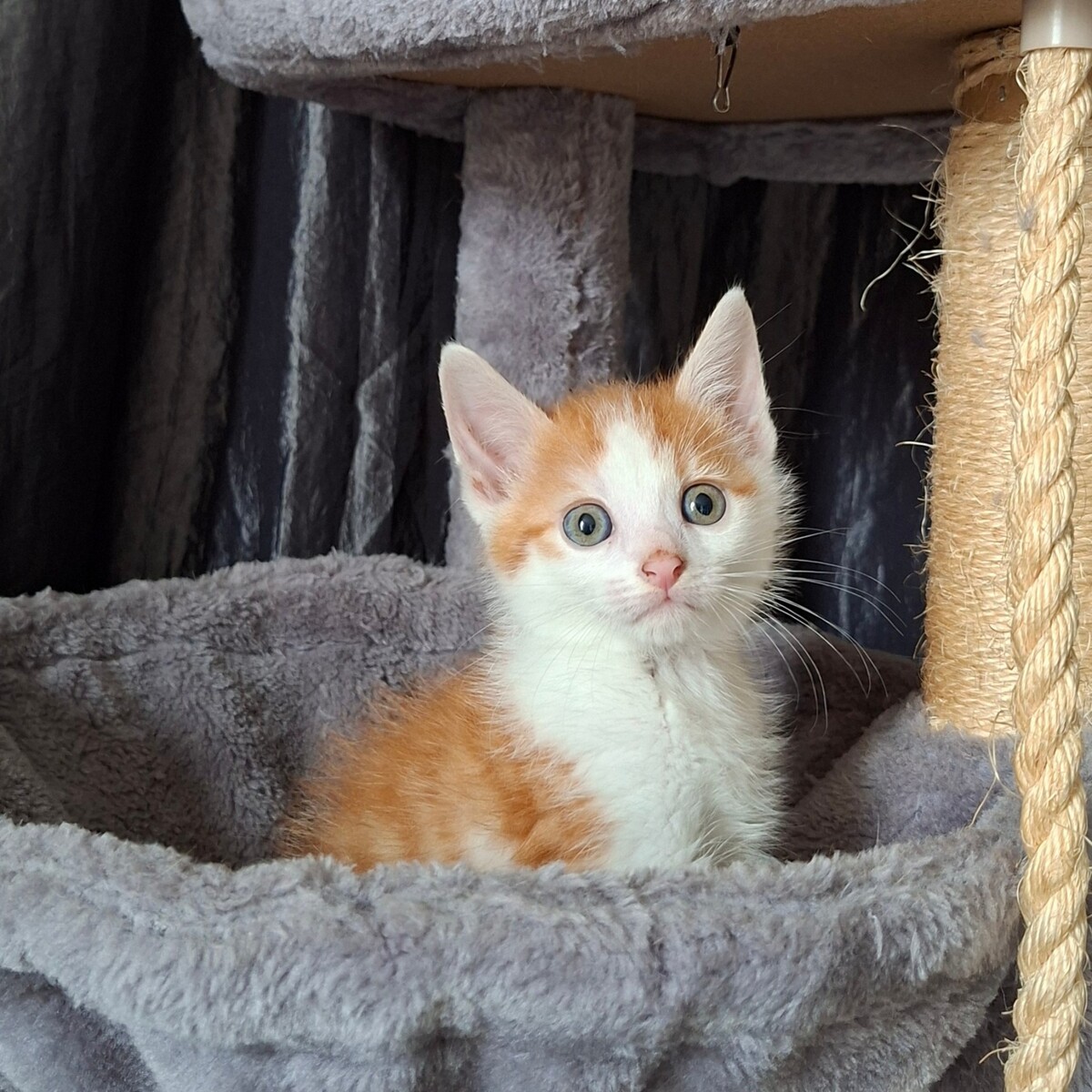 Adoption Blagueur
