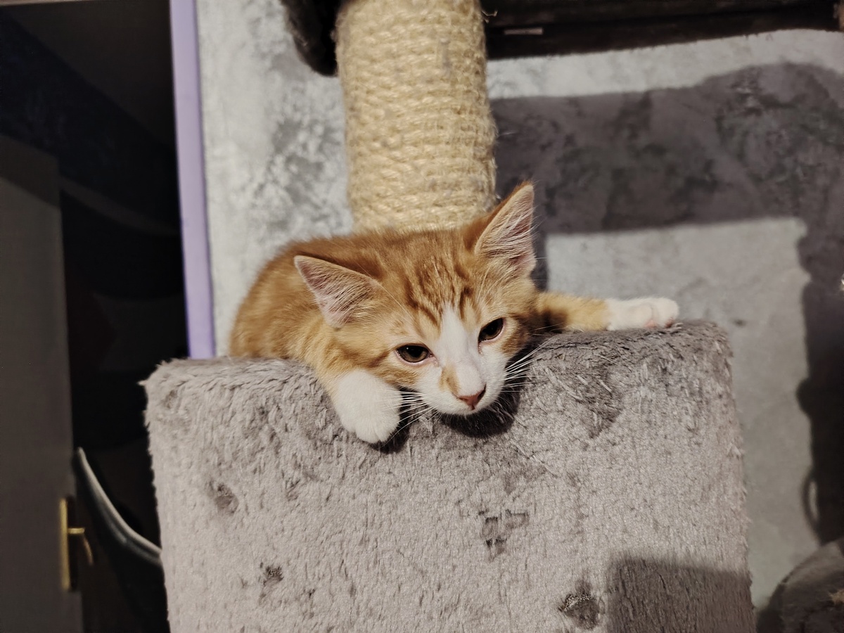 Adoption Aurore 