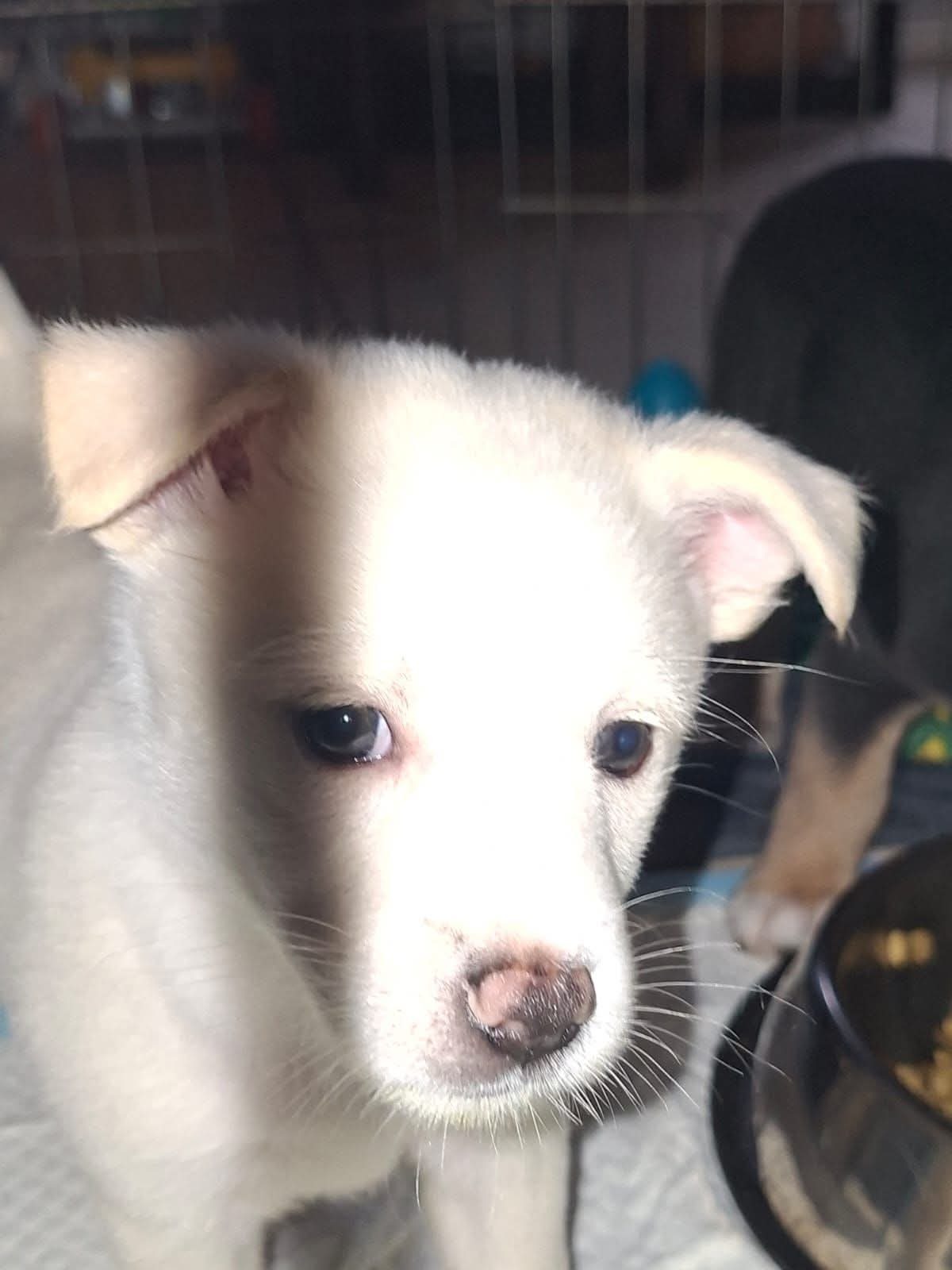 Adoption Angel