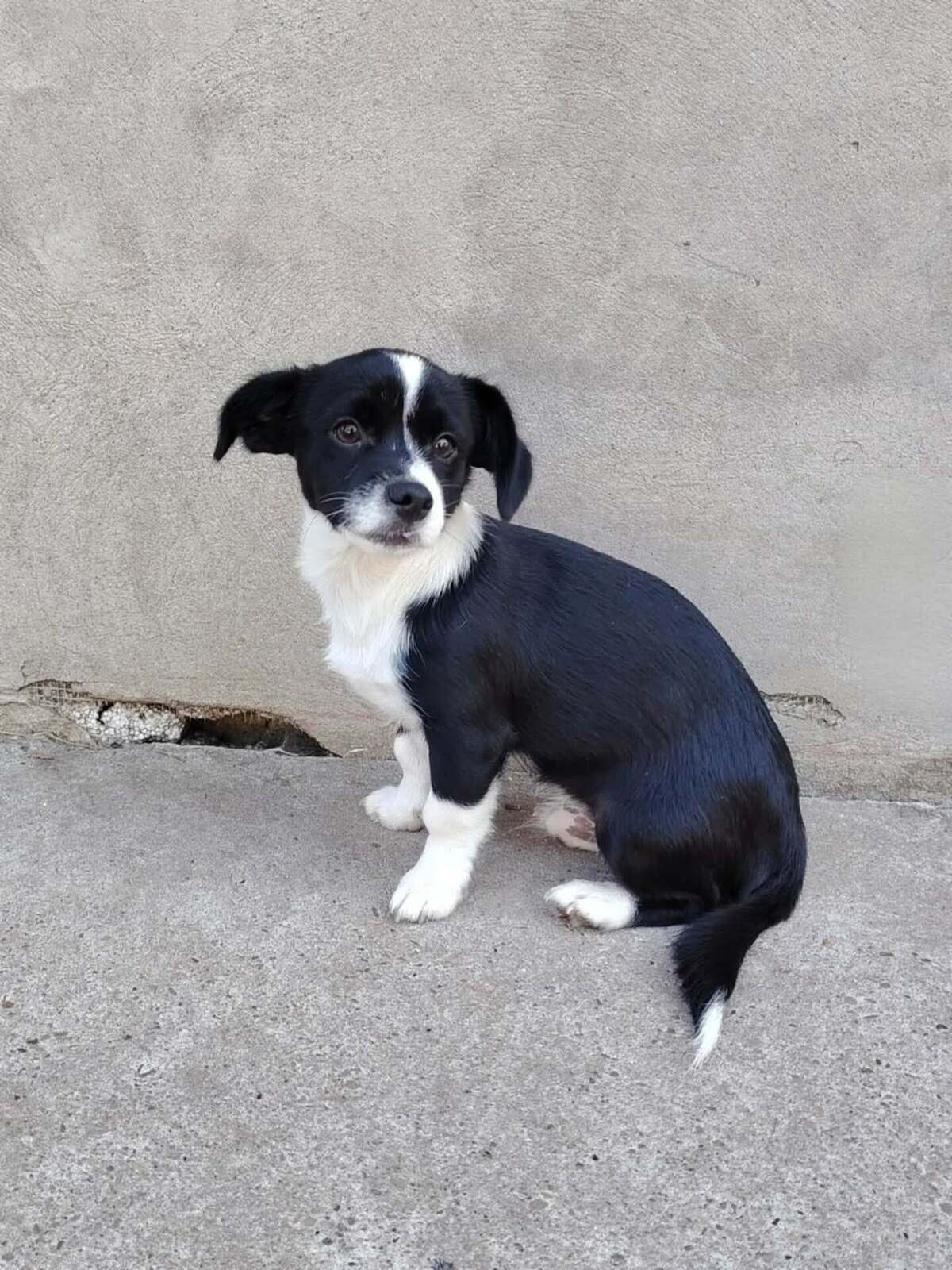 Adoption Moka