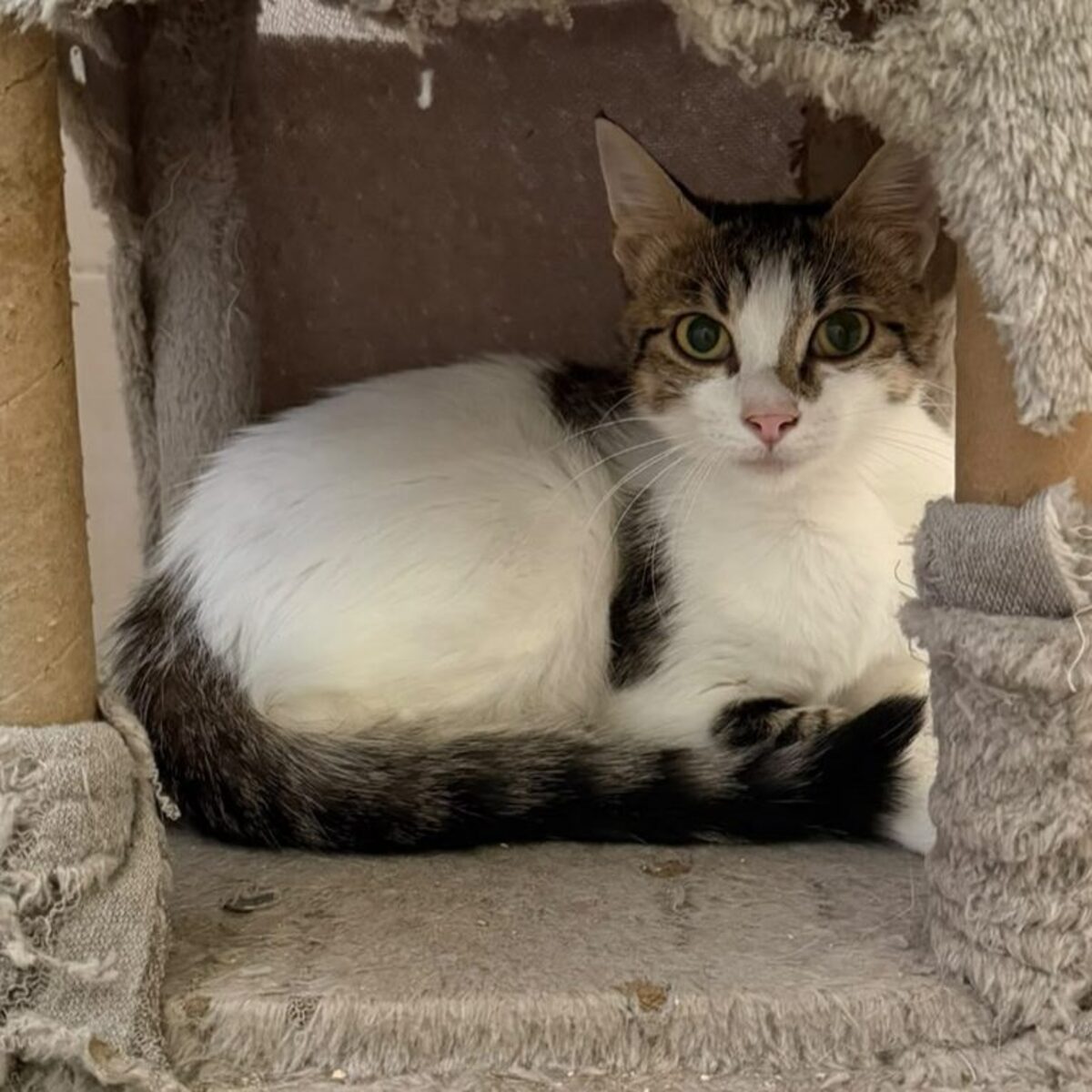 Adoption Tiziana