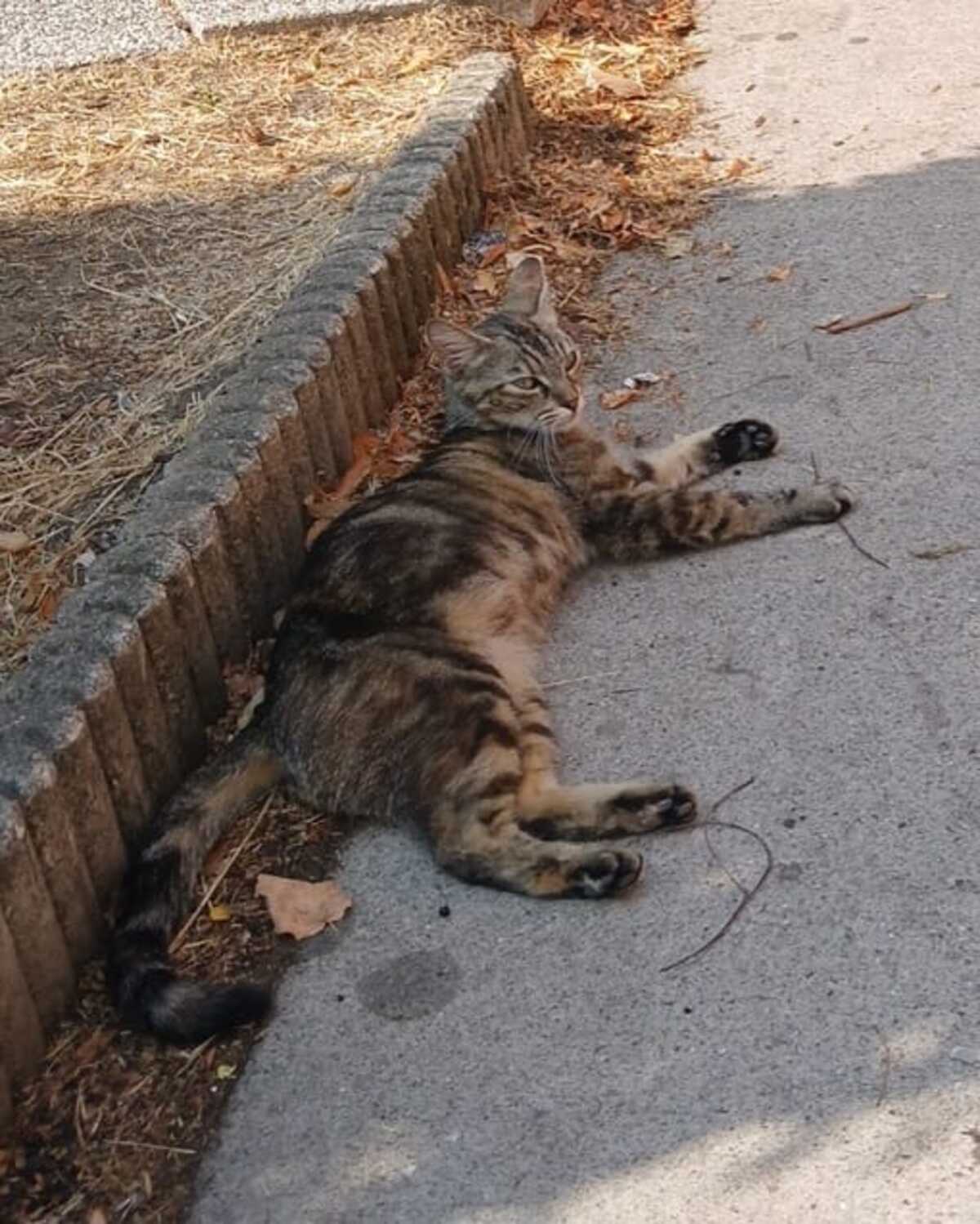 Adoption Mai Mai