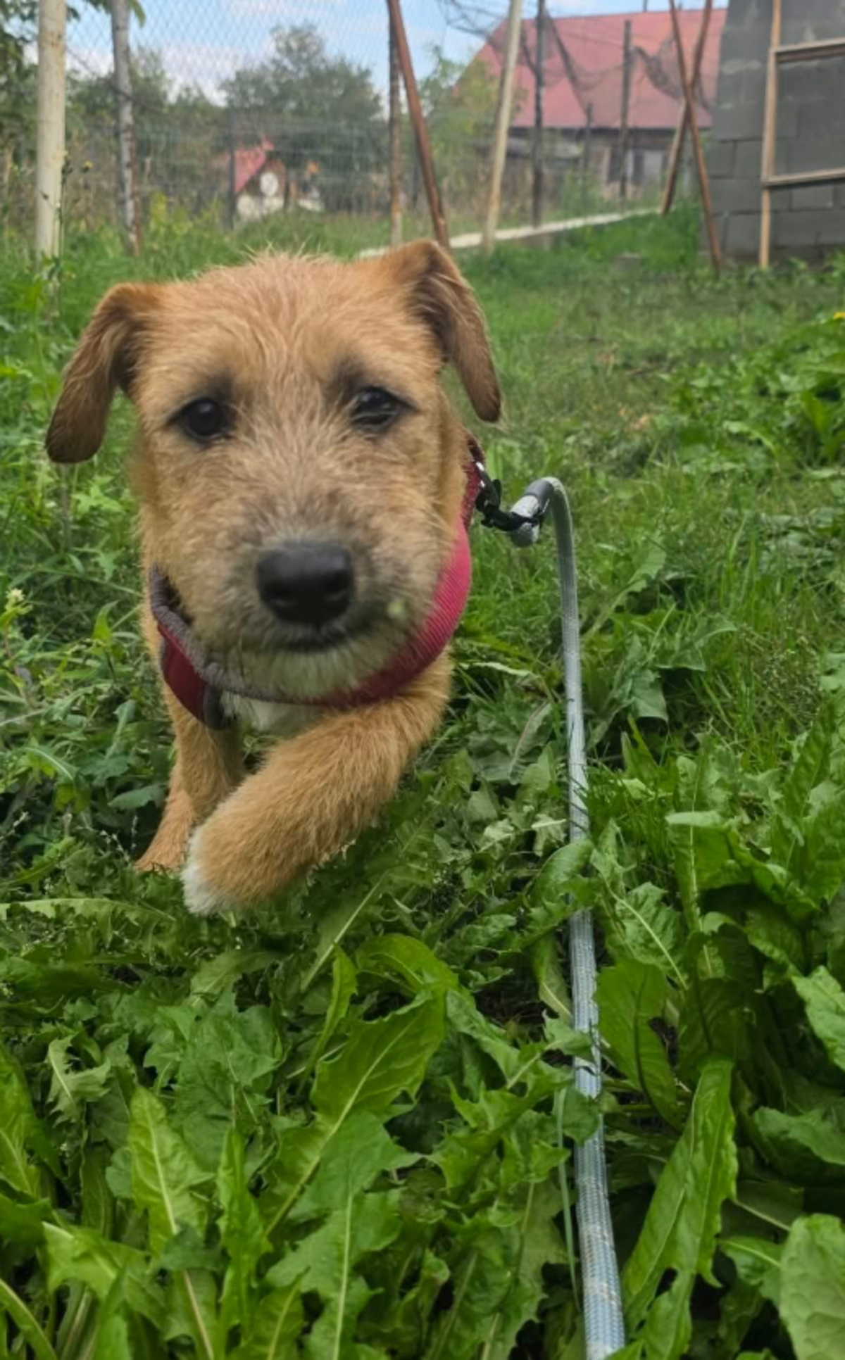 Adoption Kuno