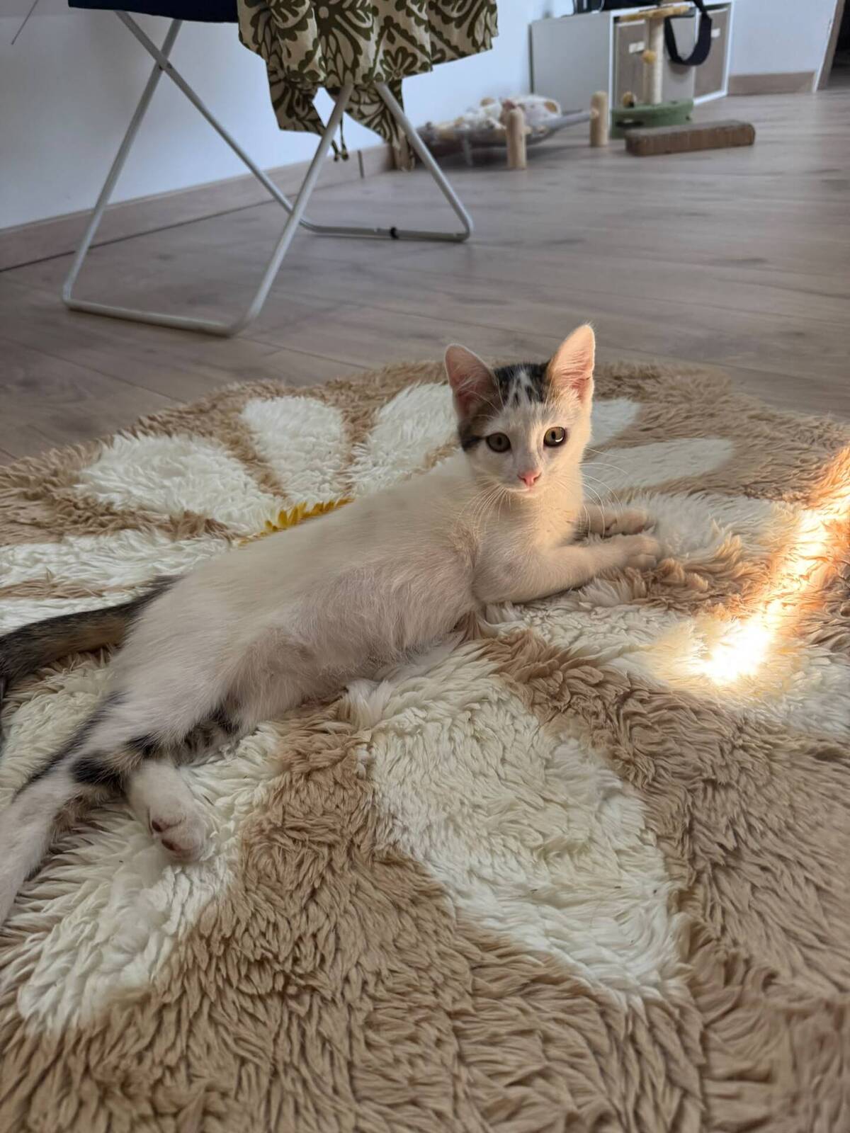 Adoption Loki