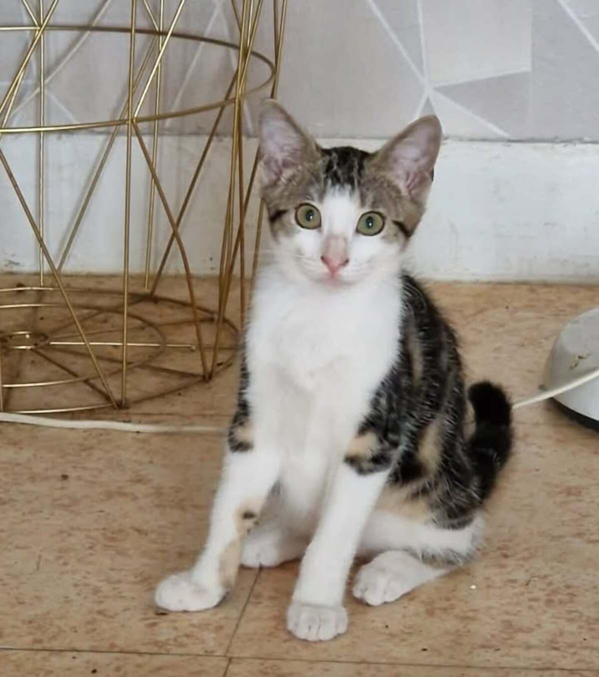 Adoption Grey et Maki