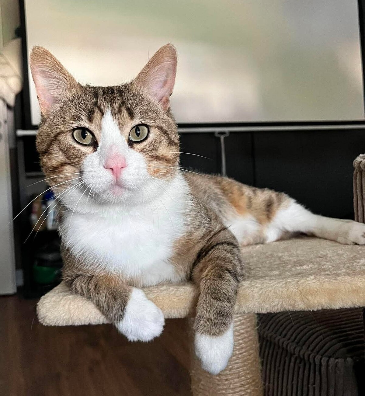 Adoption Tommy
