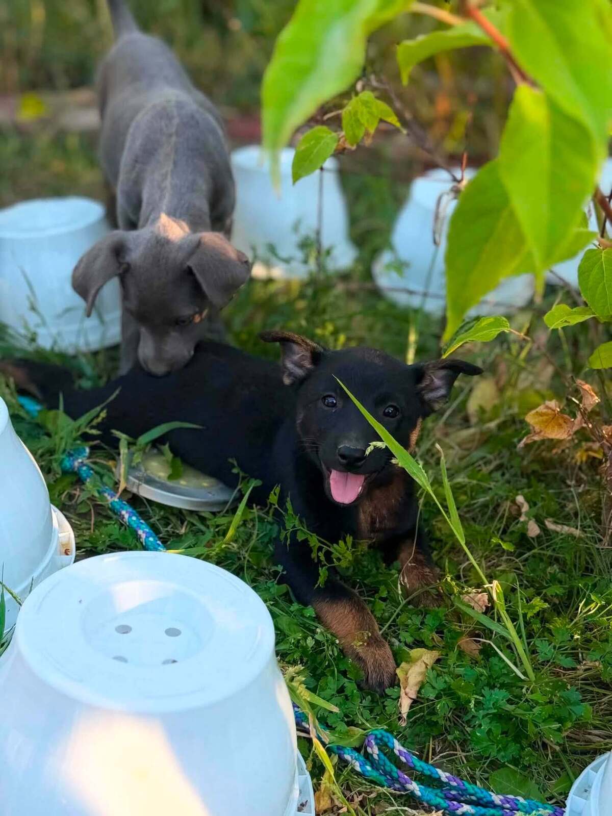 Adoption Mikado