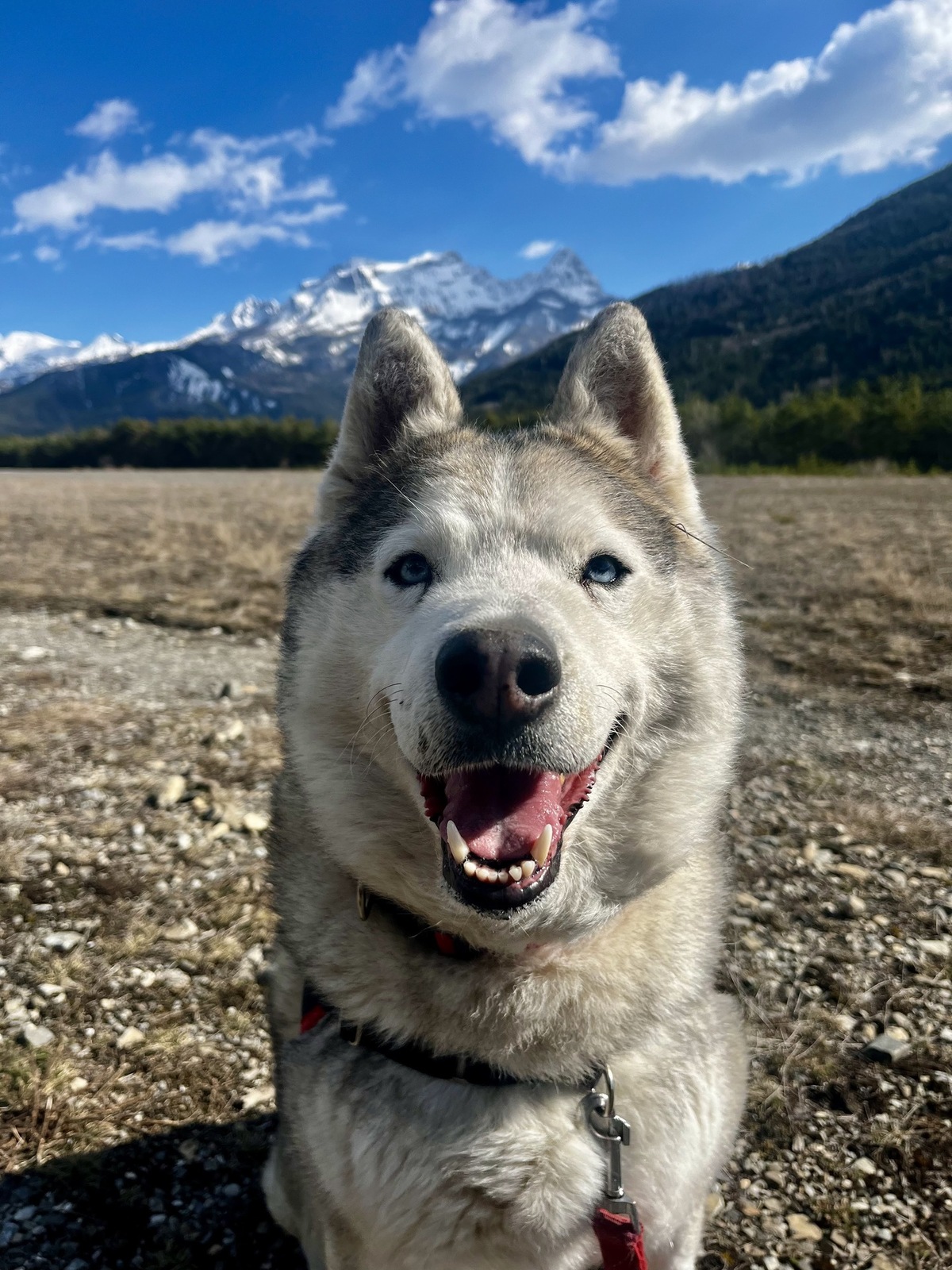 Adoption Niro