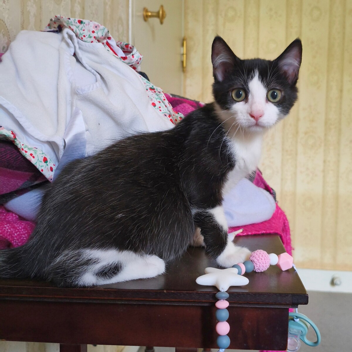 Adoption BULBIZARD