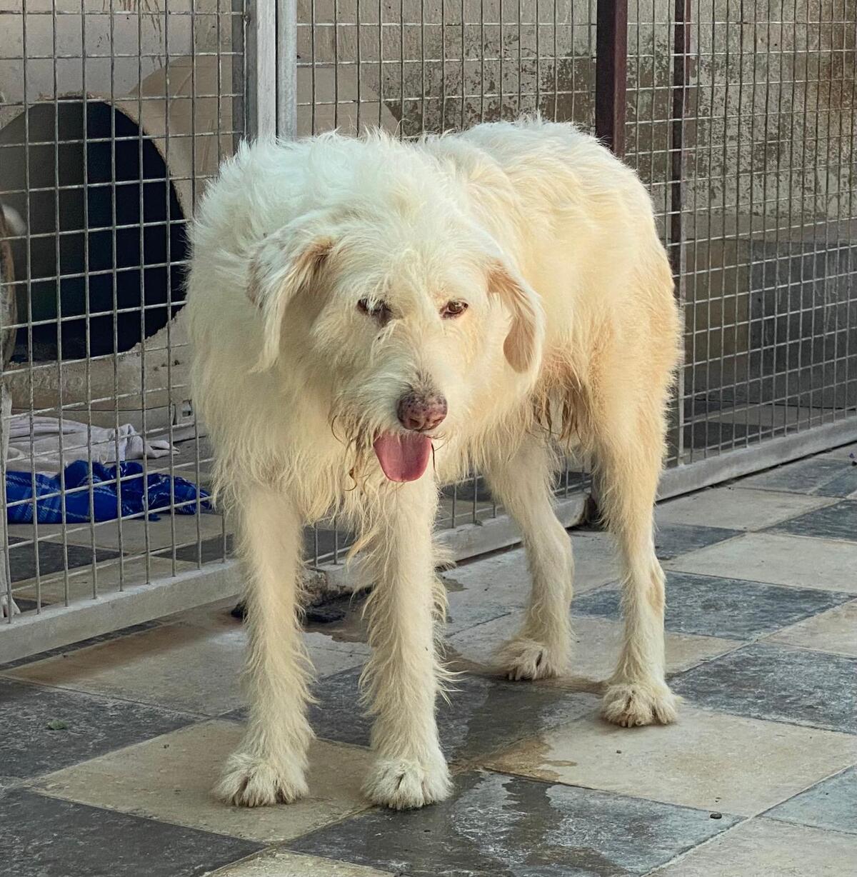 Adoption Guirnalda