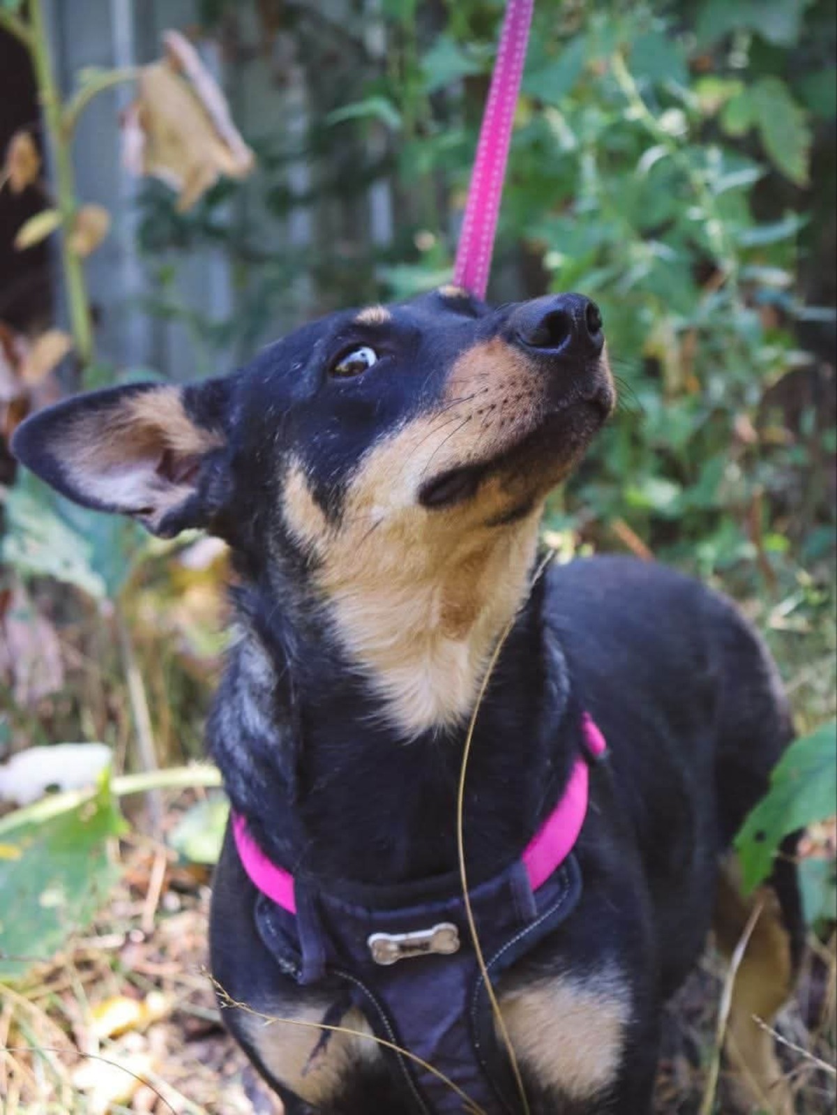Adoption Sharlota