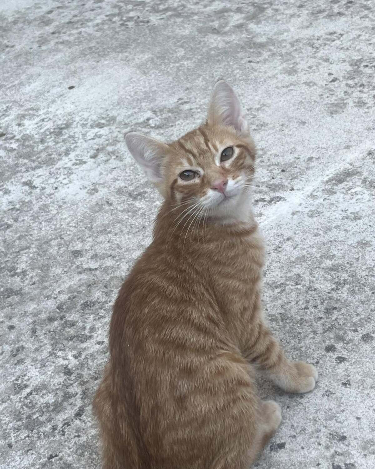 Adoption Baba